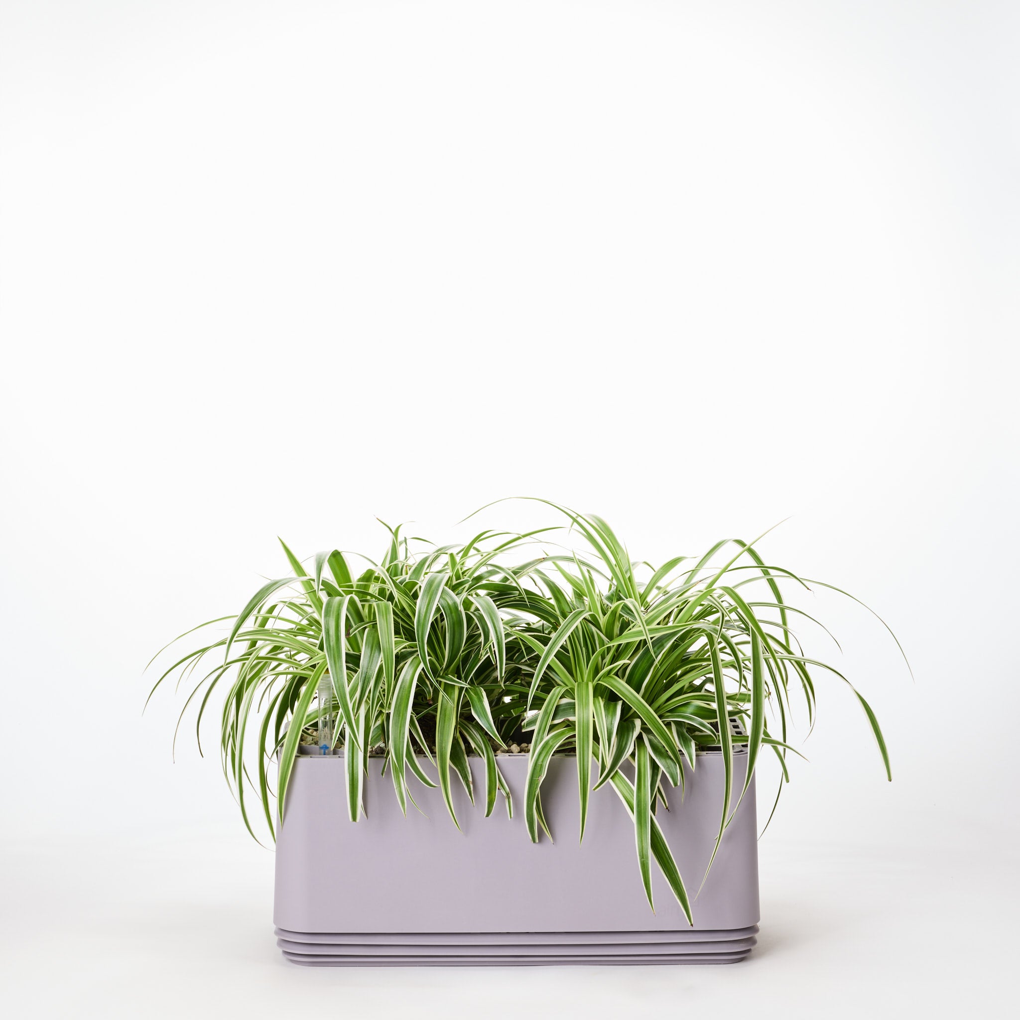 AIRY System L Grünlilie