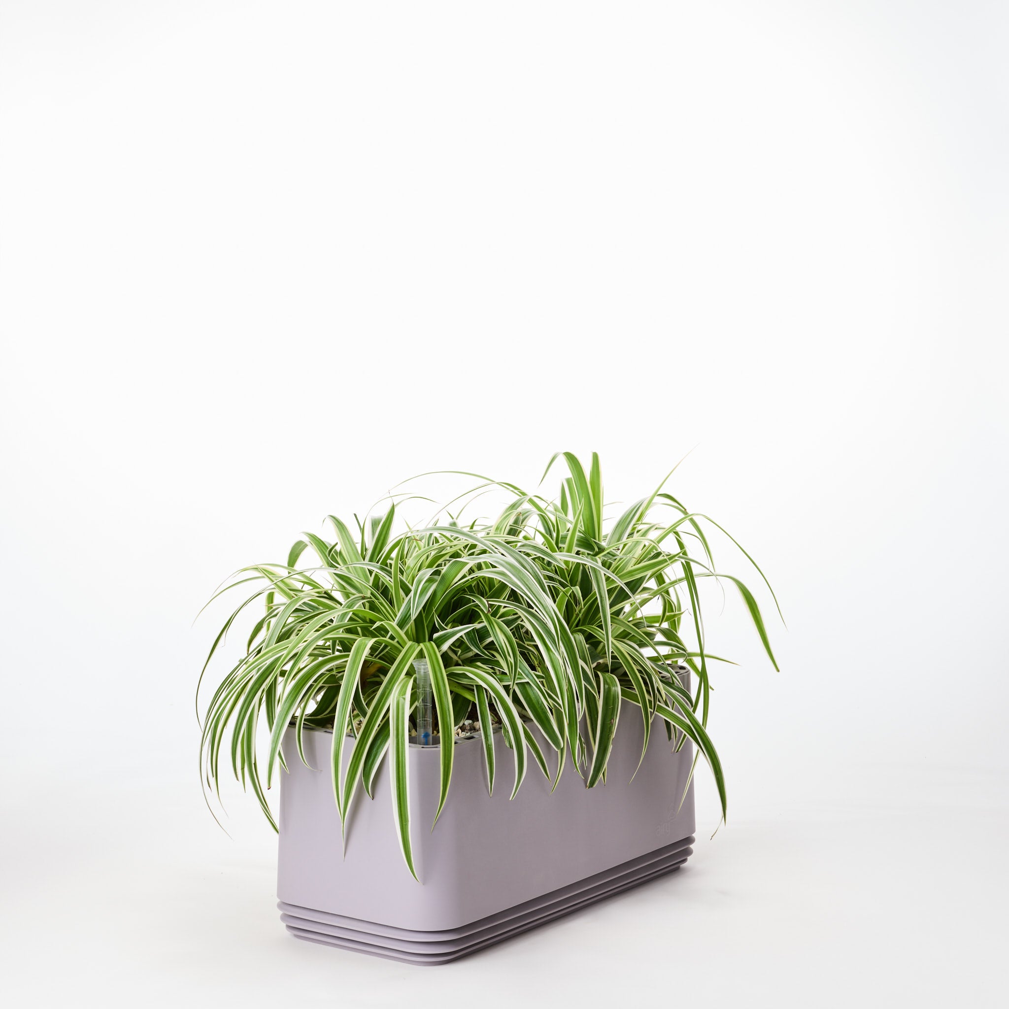 AIRY System L Grünlilie