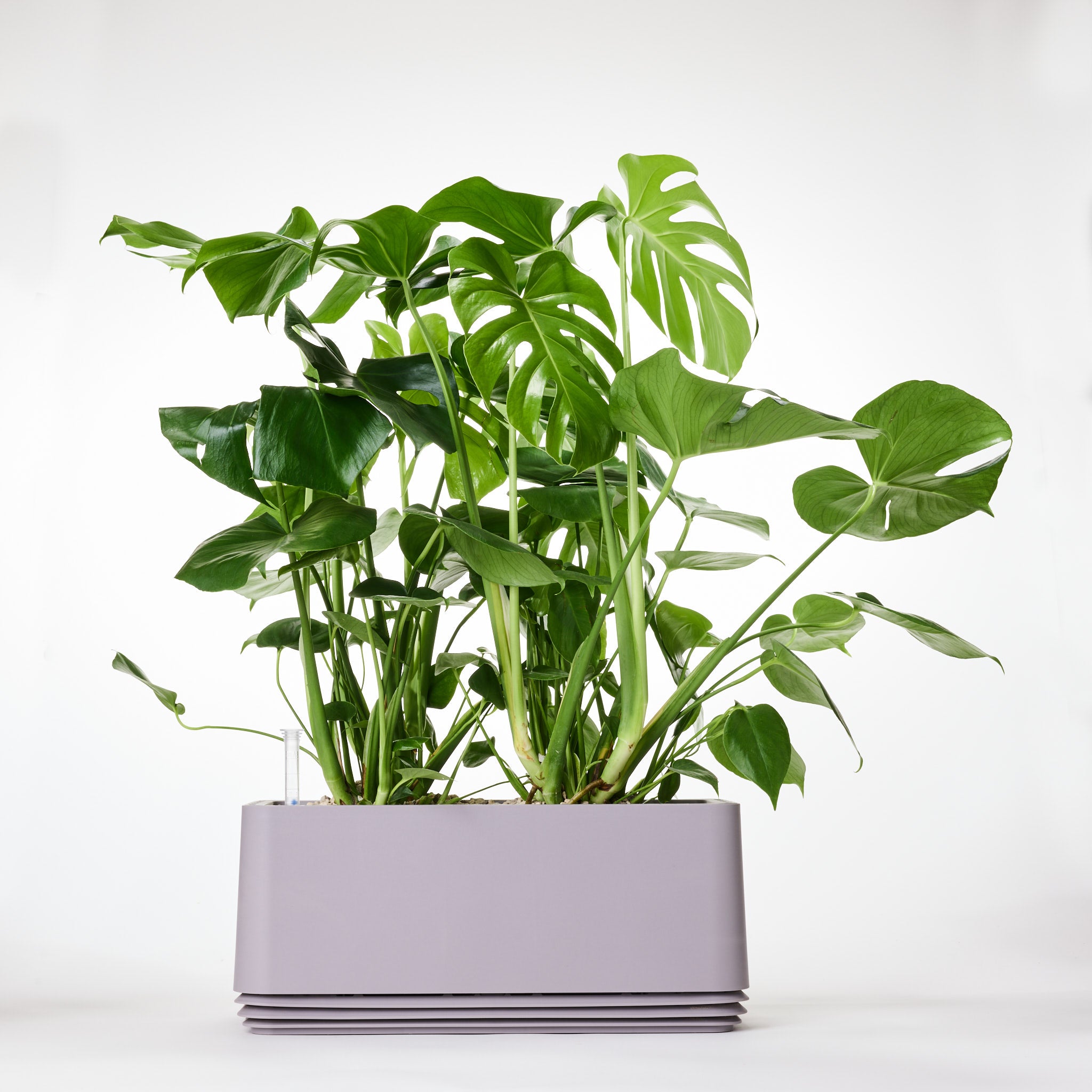 AIRY System L Monstera