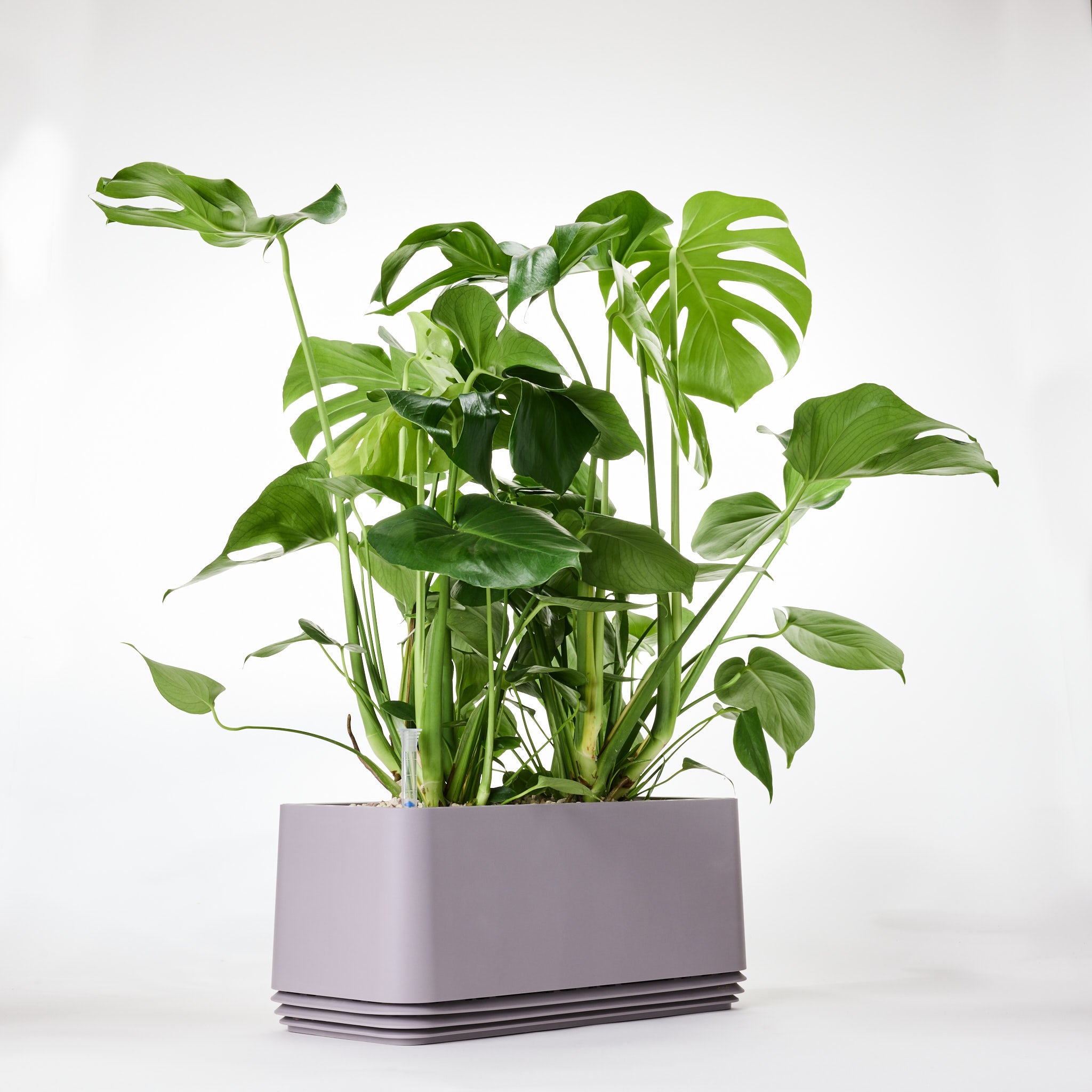 AIRY System L Monstera