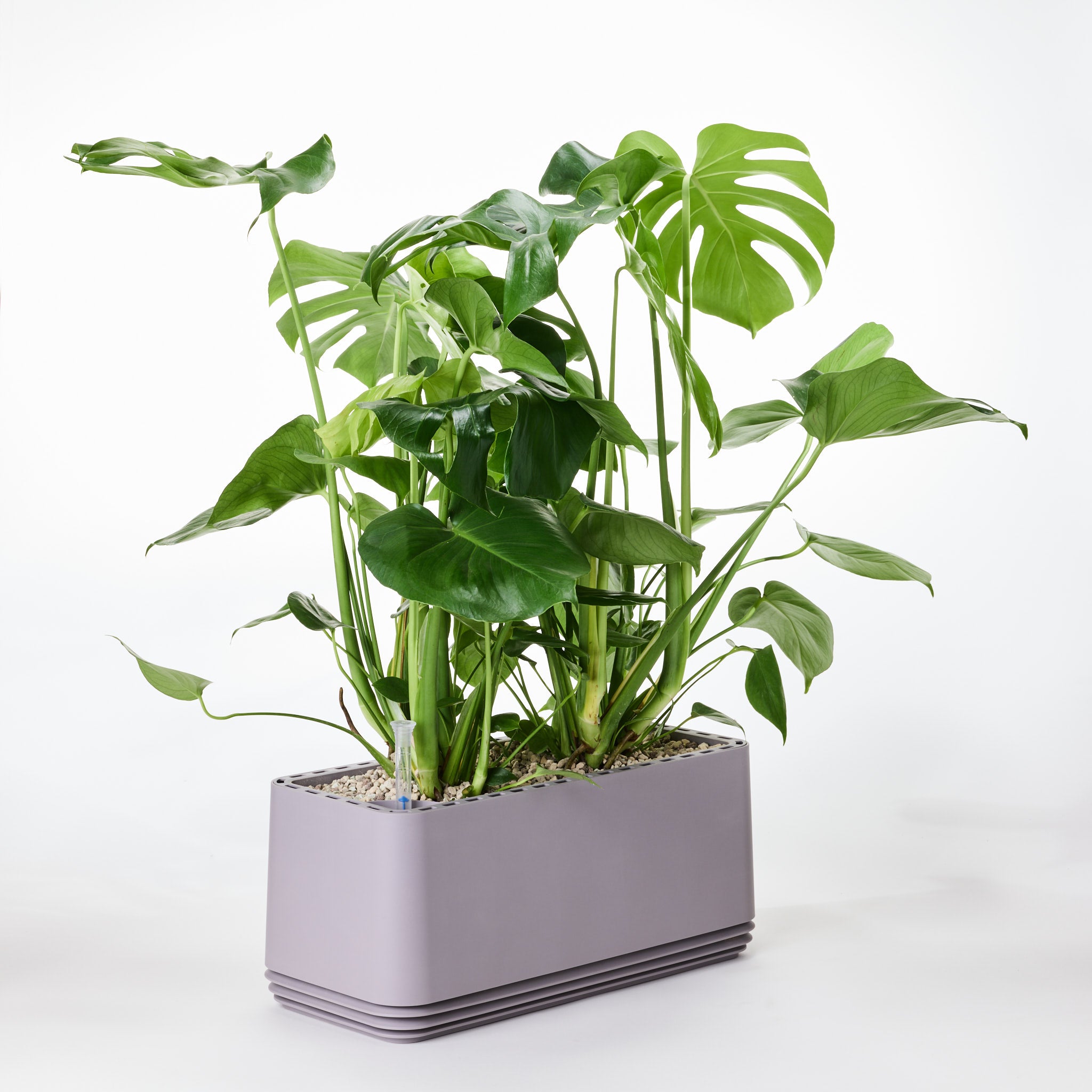 AIRY System L Monstera