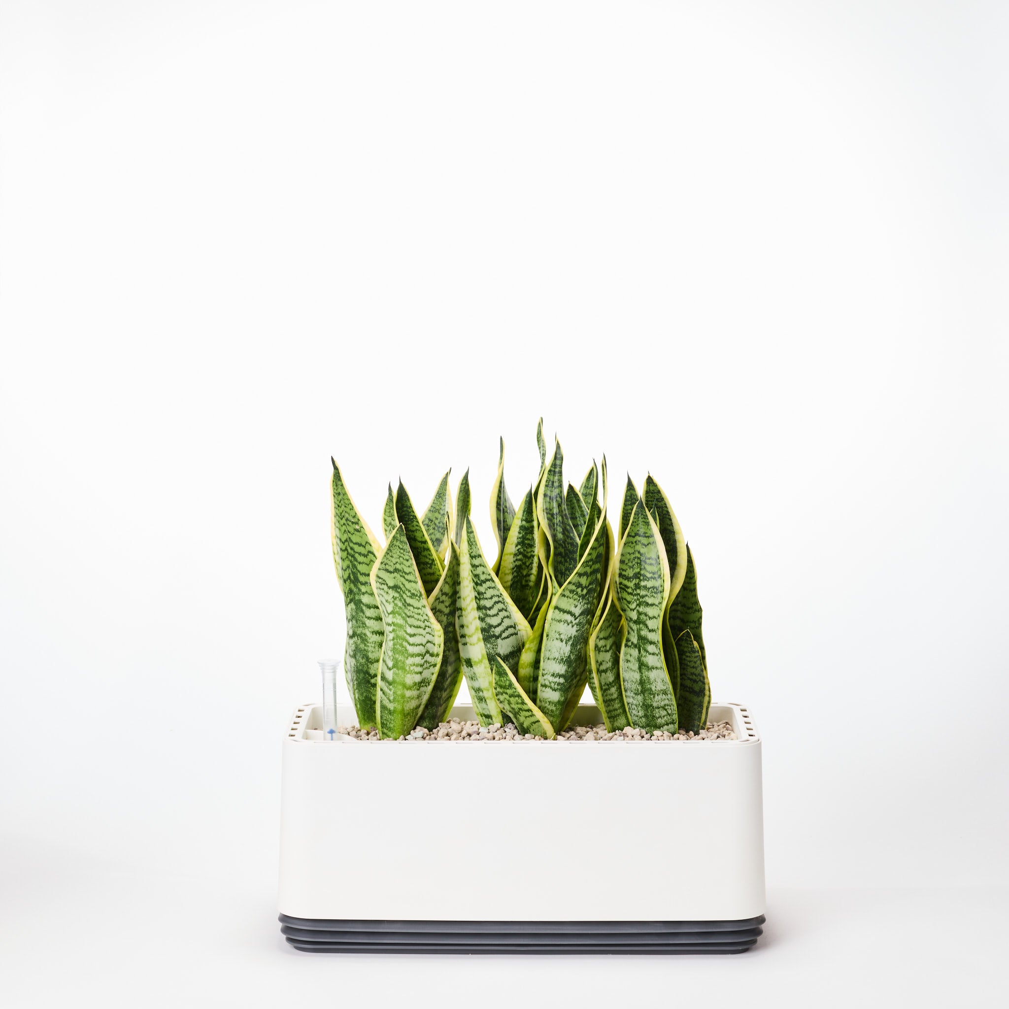 AIRY System L Bogenhanf Laurentii