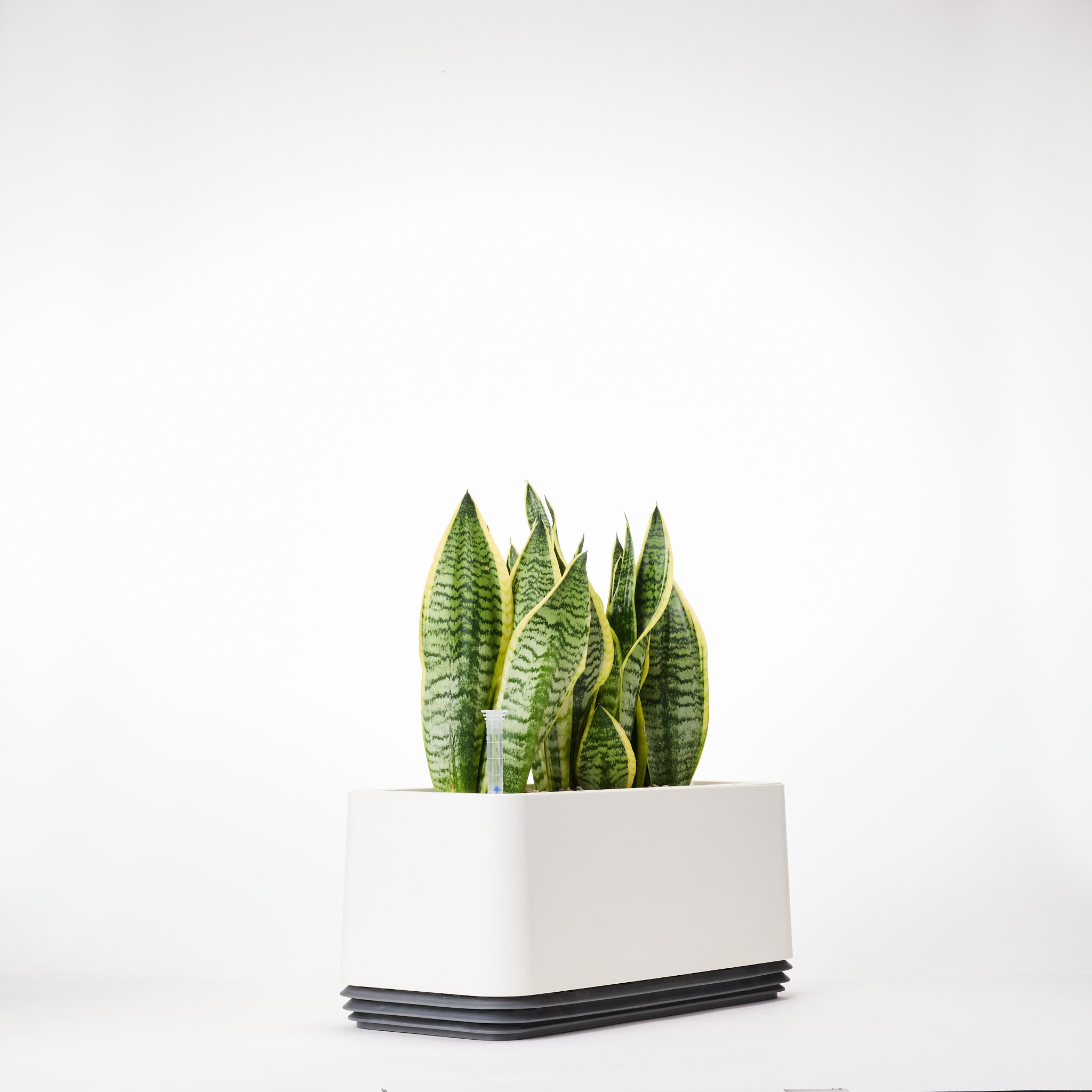 AIRY System L Bogenhanf Laurentii