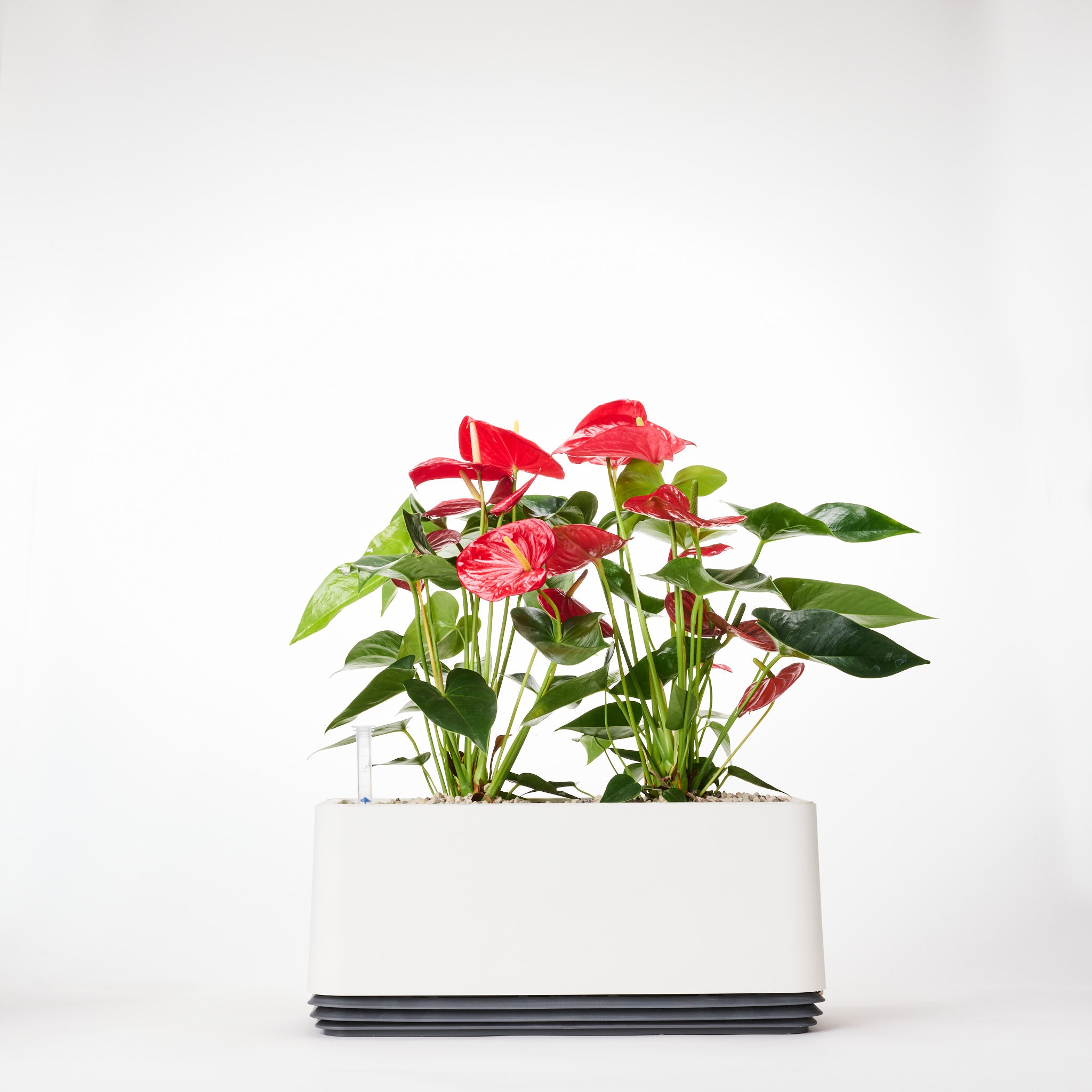 AIRY Systeem L Flamingoblume Anthurie rood