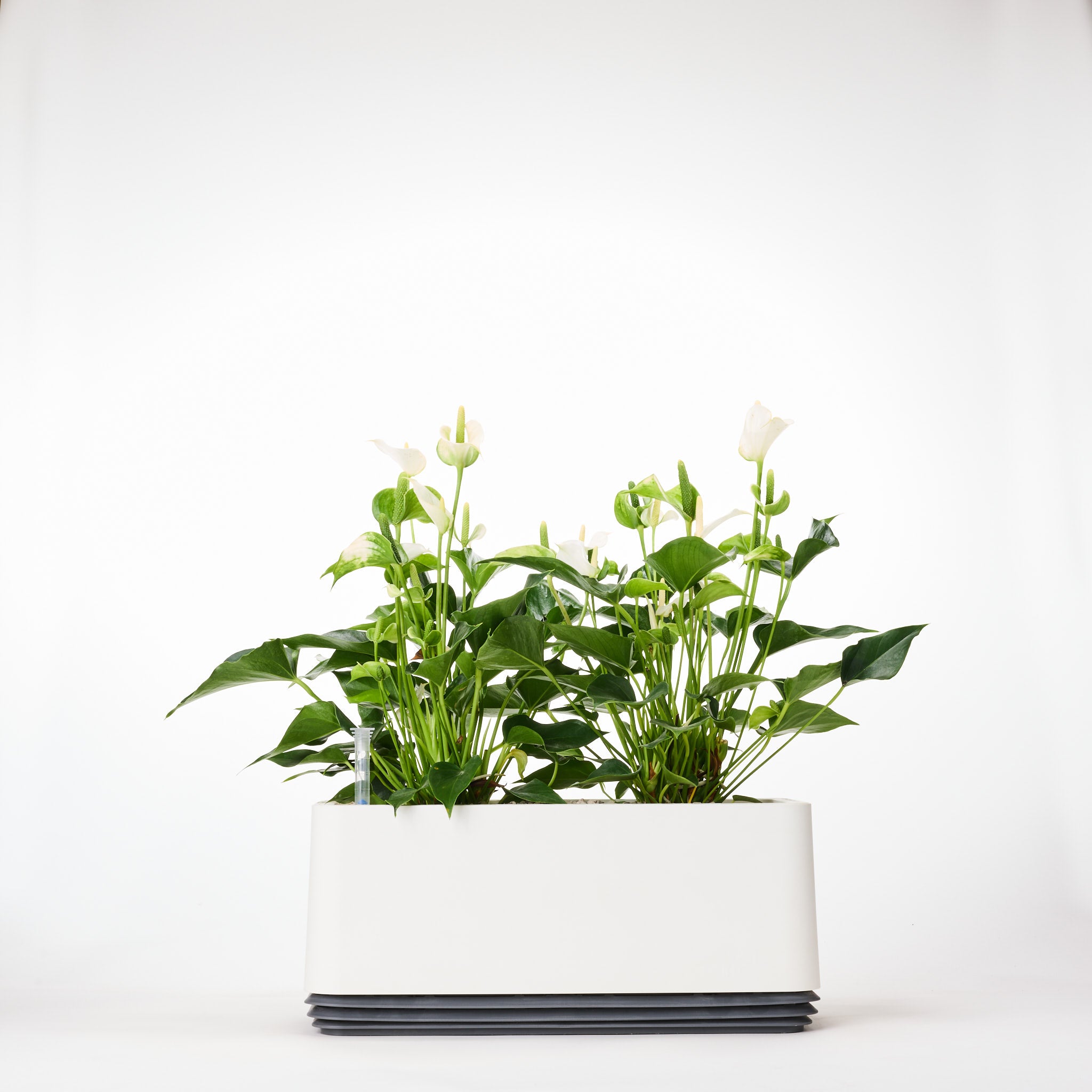 AIRY System L Flamingoblume Anthurie creme