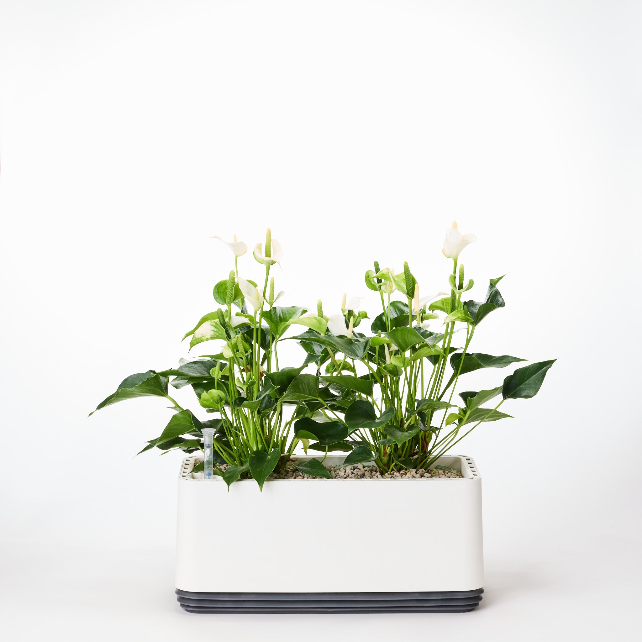 AIRY System L Flamingoblume Anthurie creme