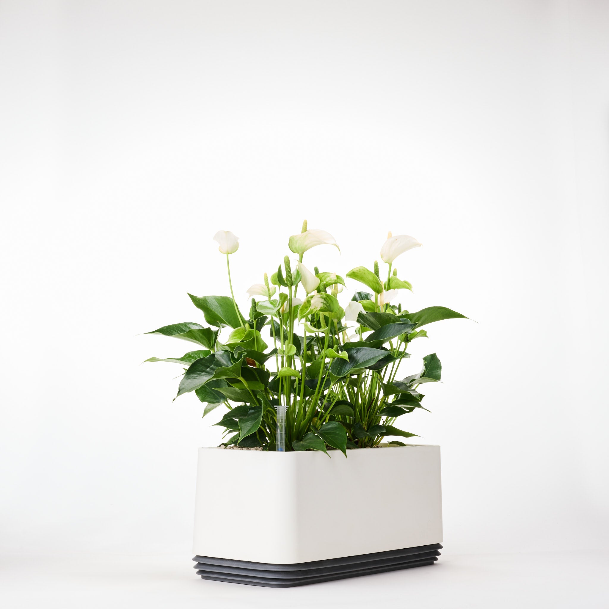 AIRY System L Flamingoblume Anthurie creme