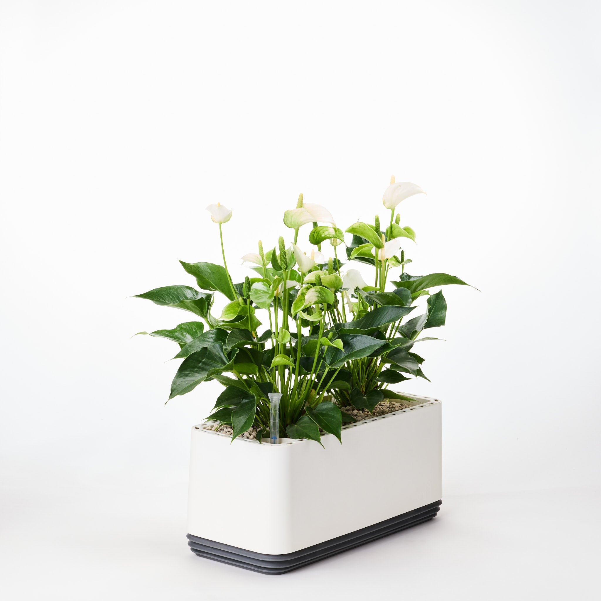 AIRY System L Flamingoblume Anthurie creme