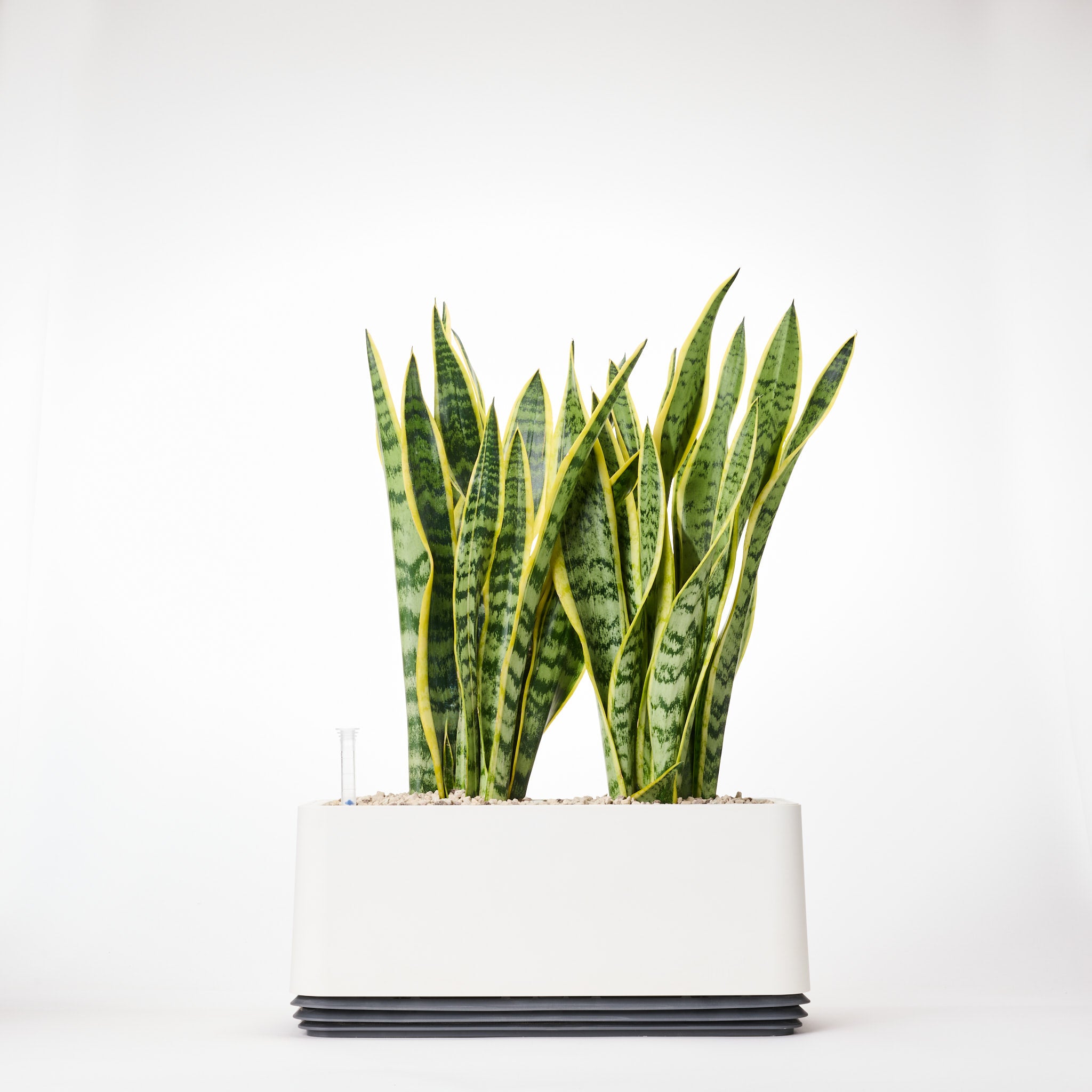 AIRY System L Bogenhanf (Sansevieria Laurentii)