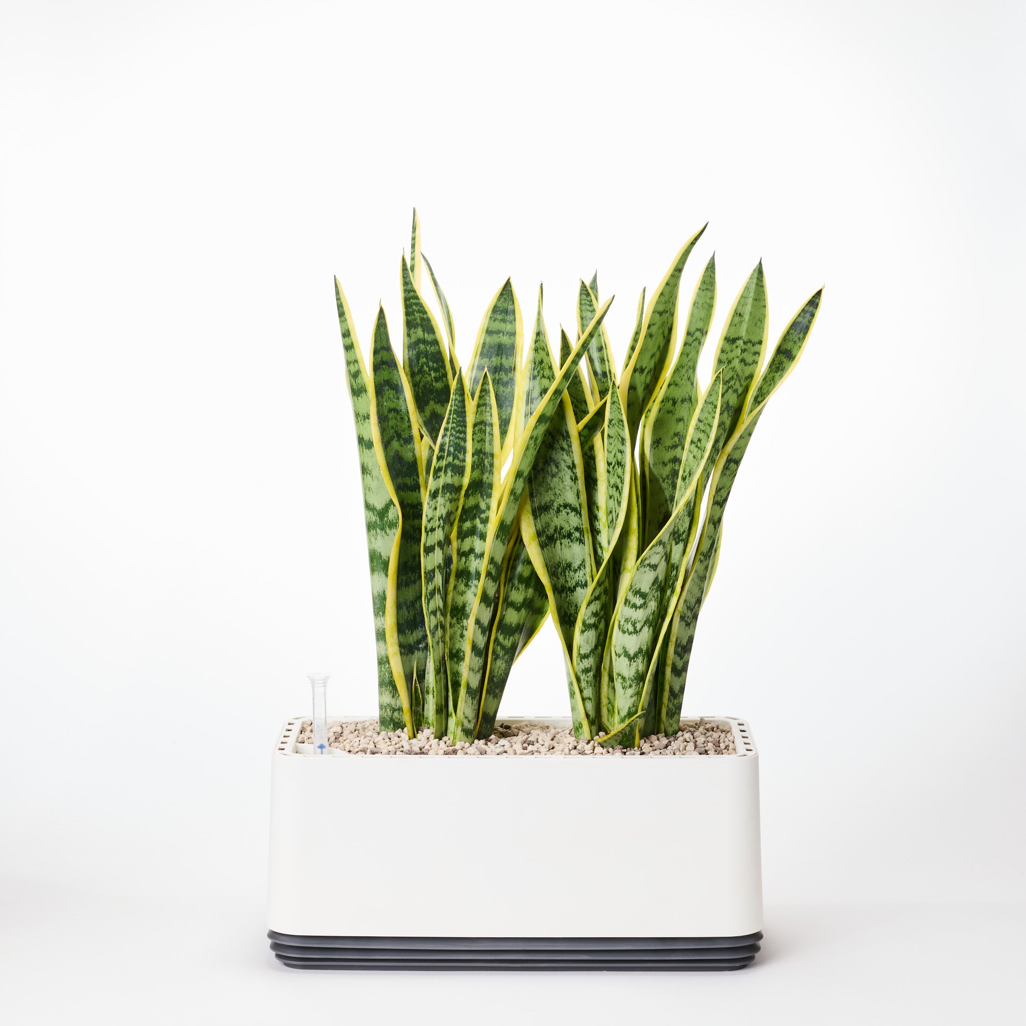 AIRY System L Bogenhanf (Sansevieria Laurentii)