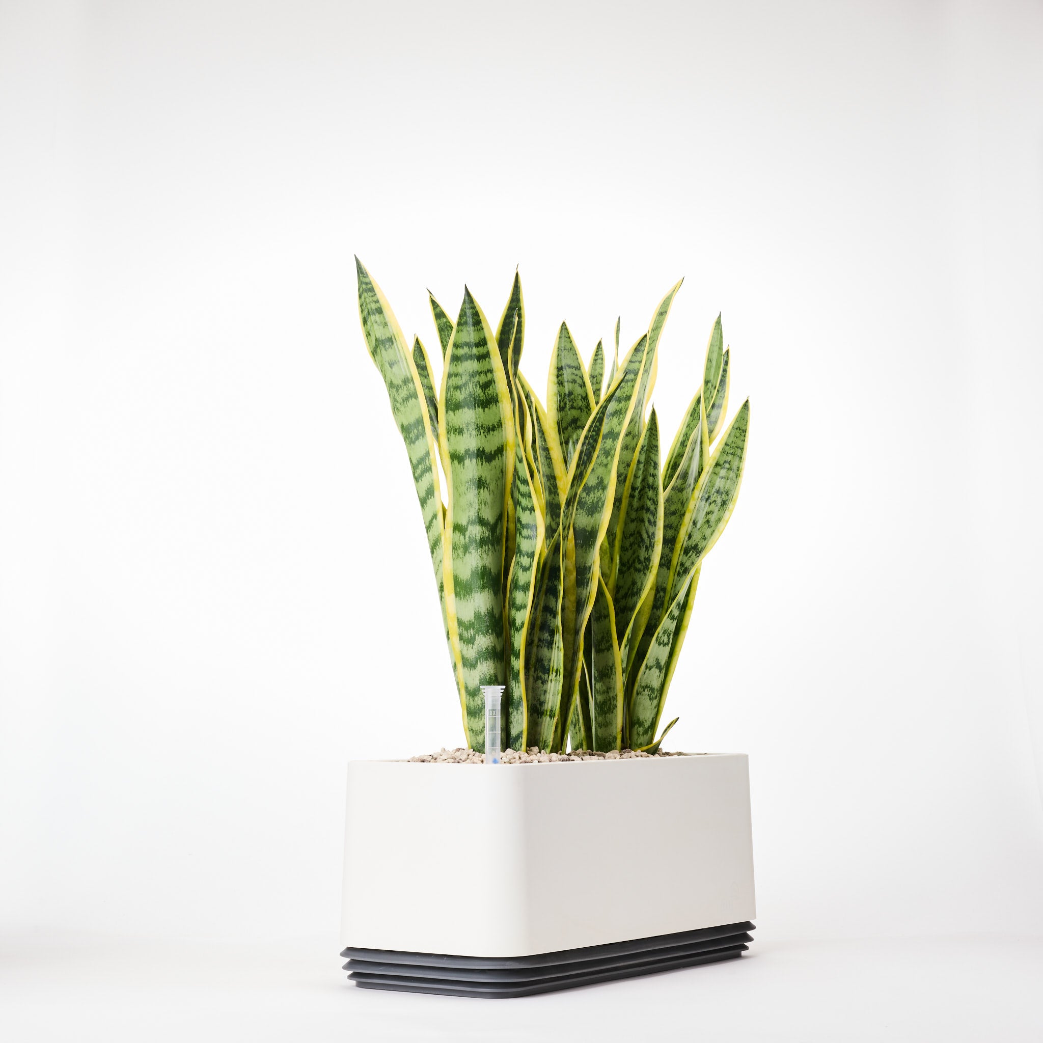 AIRY System L Bogenhanf (Sansevieria Laurentii)