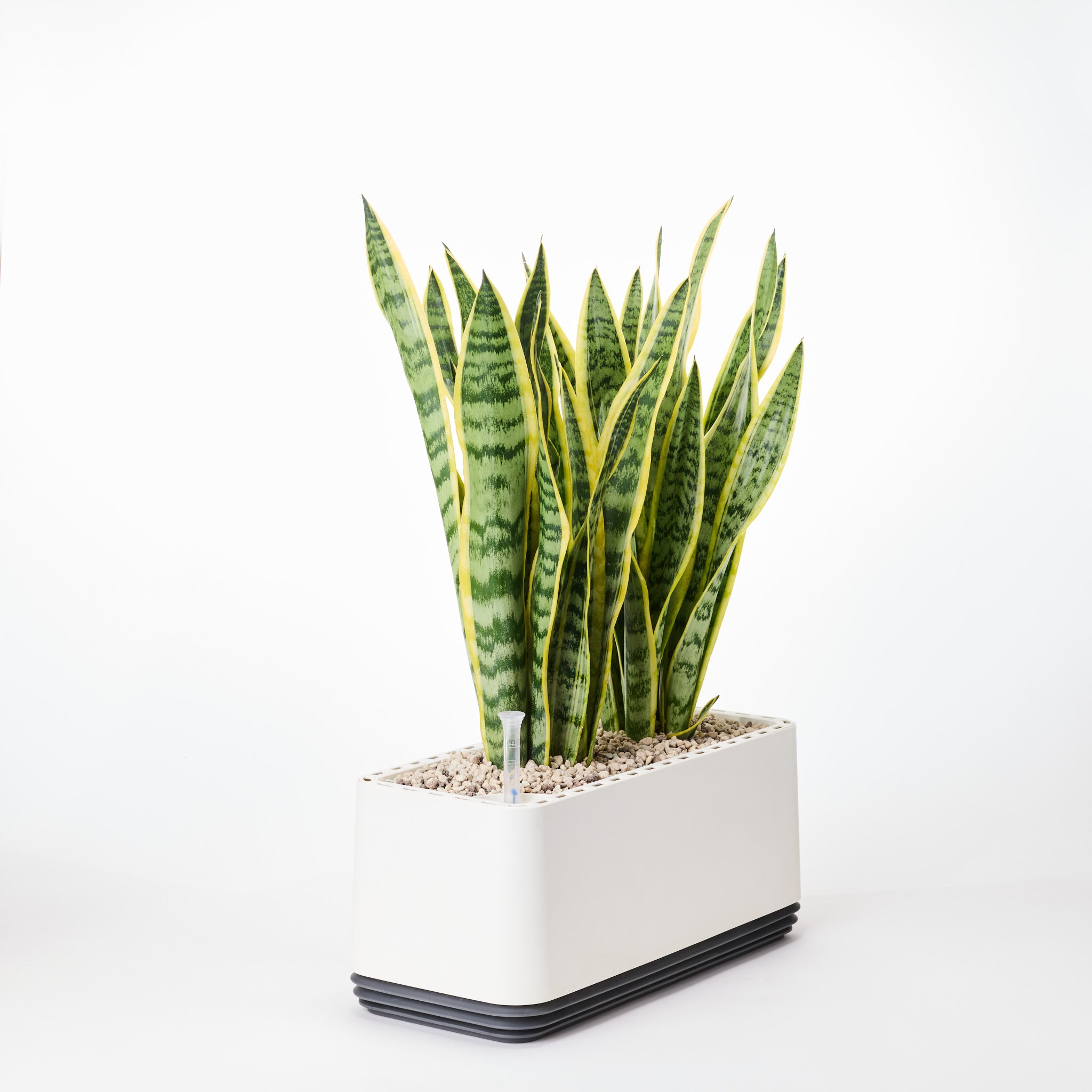 AIRY System L Bogenhanf (Sansevieria Laurentii)