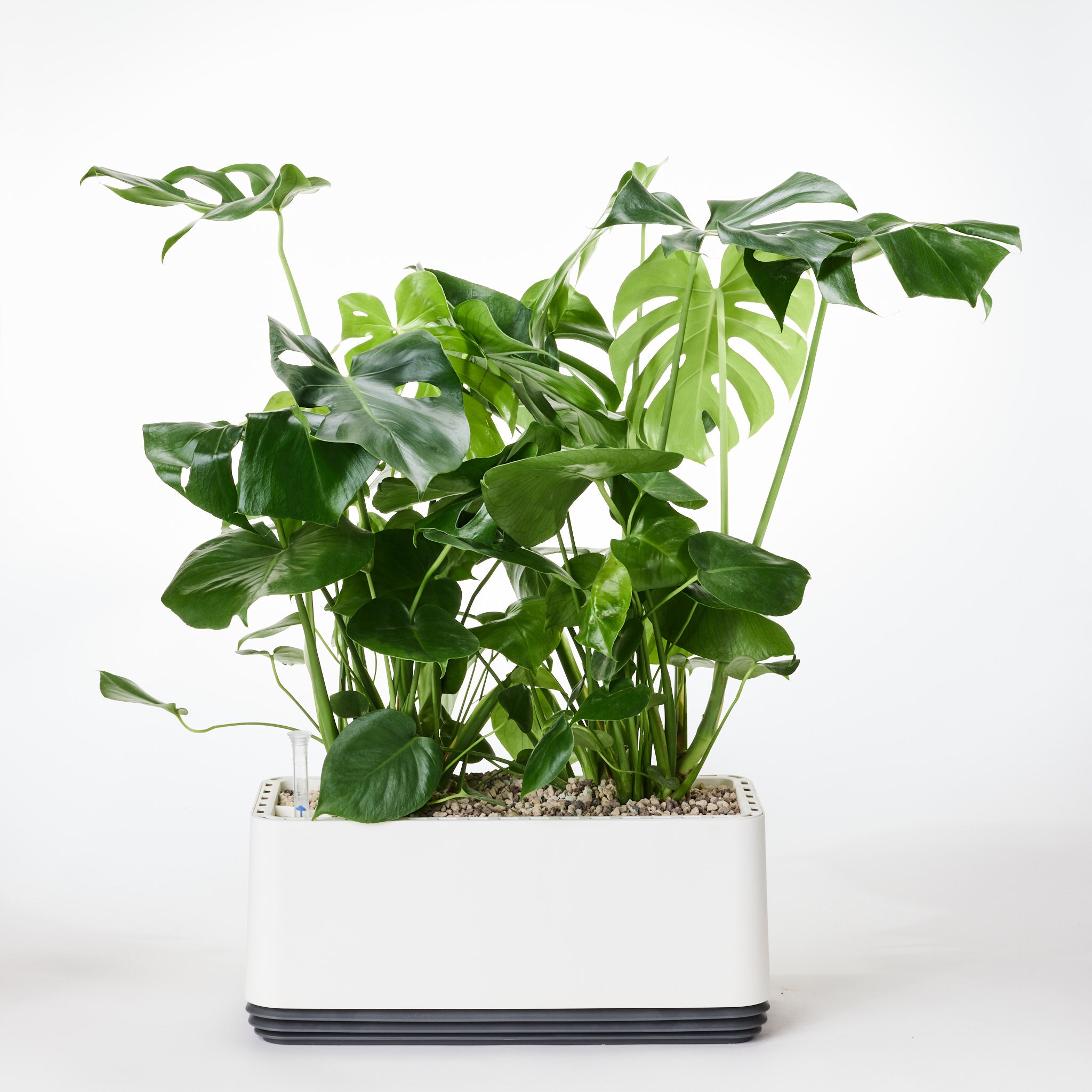 AIRY System L Monstera