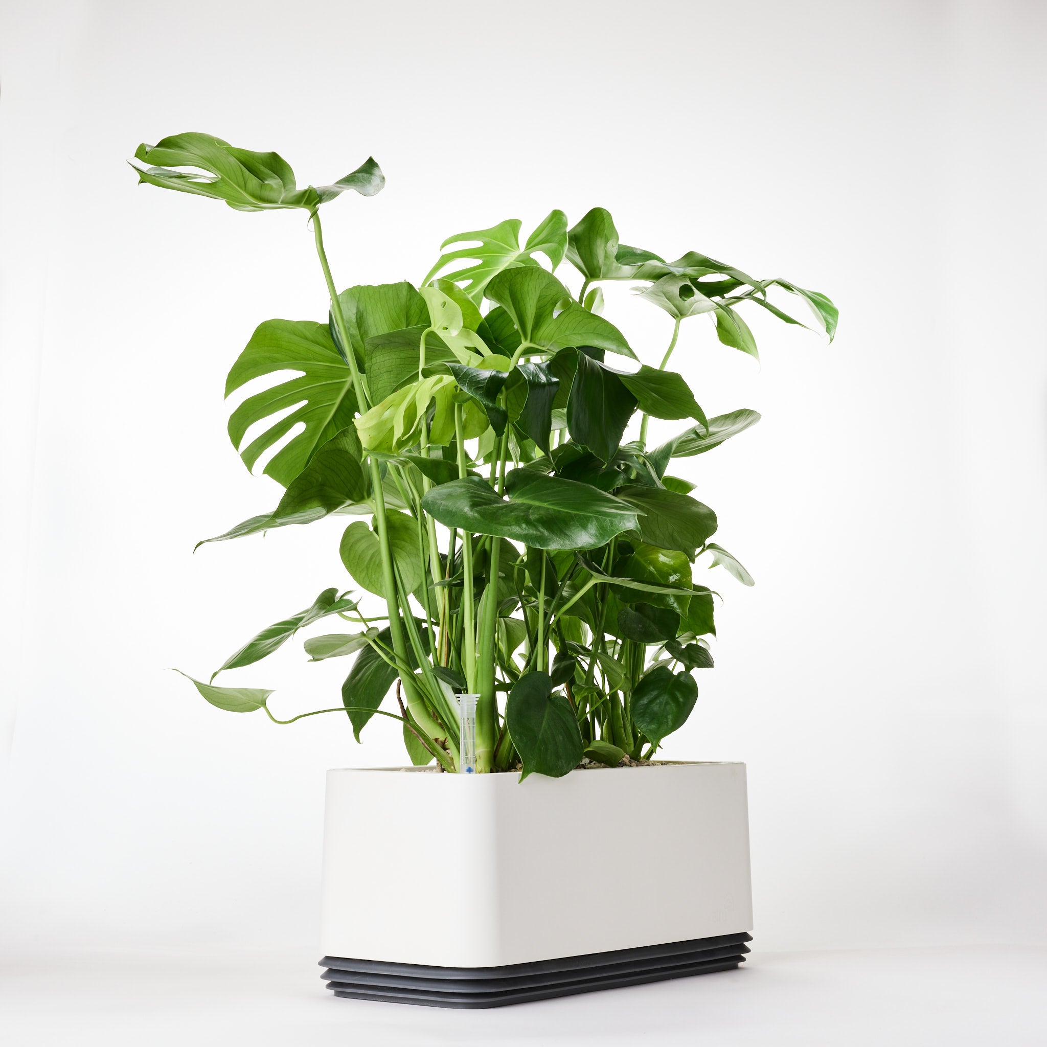AIRY System L Monstera