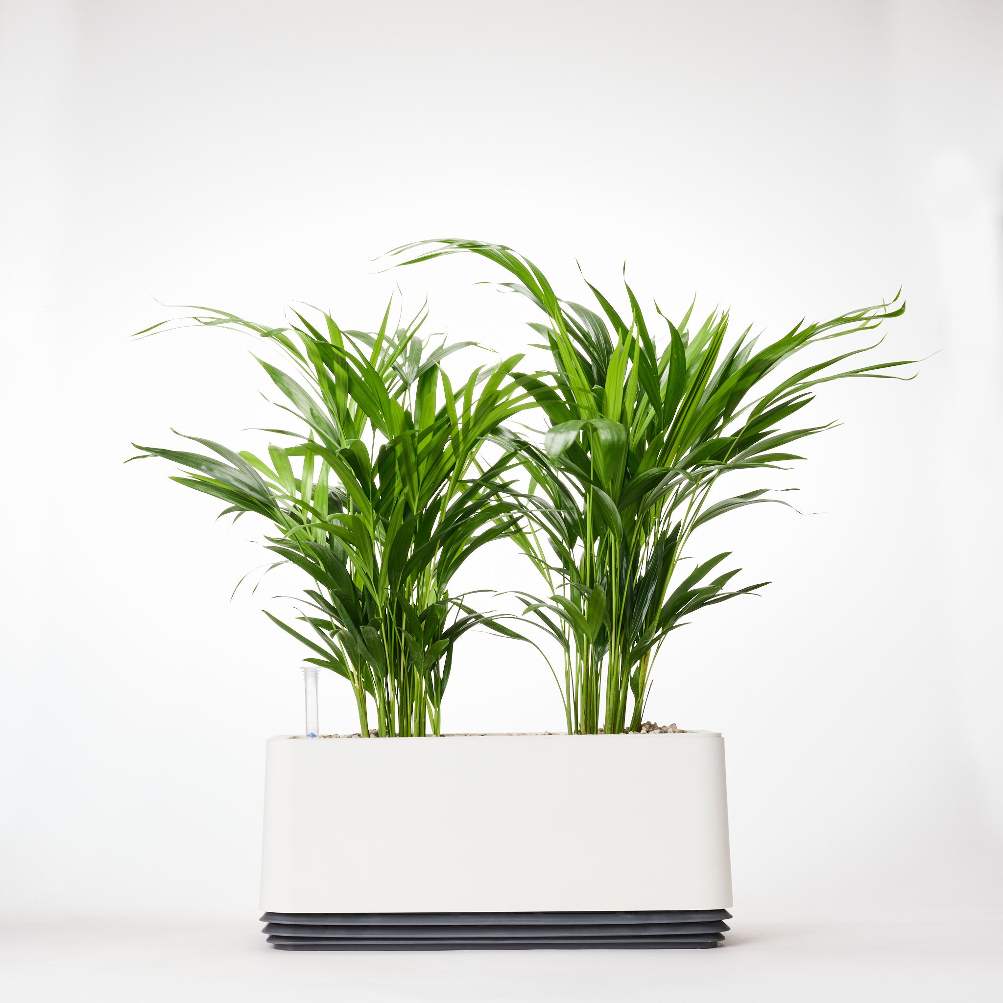 AIRY System L Goldfruchtpalme