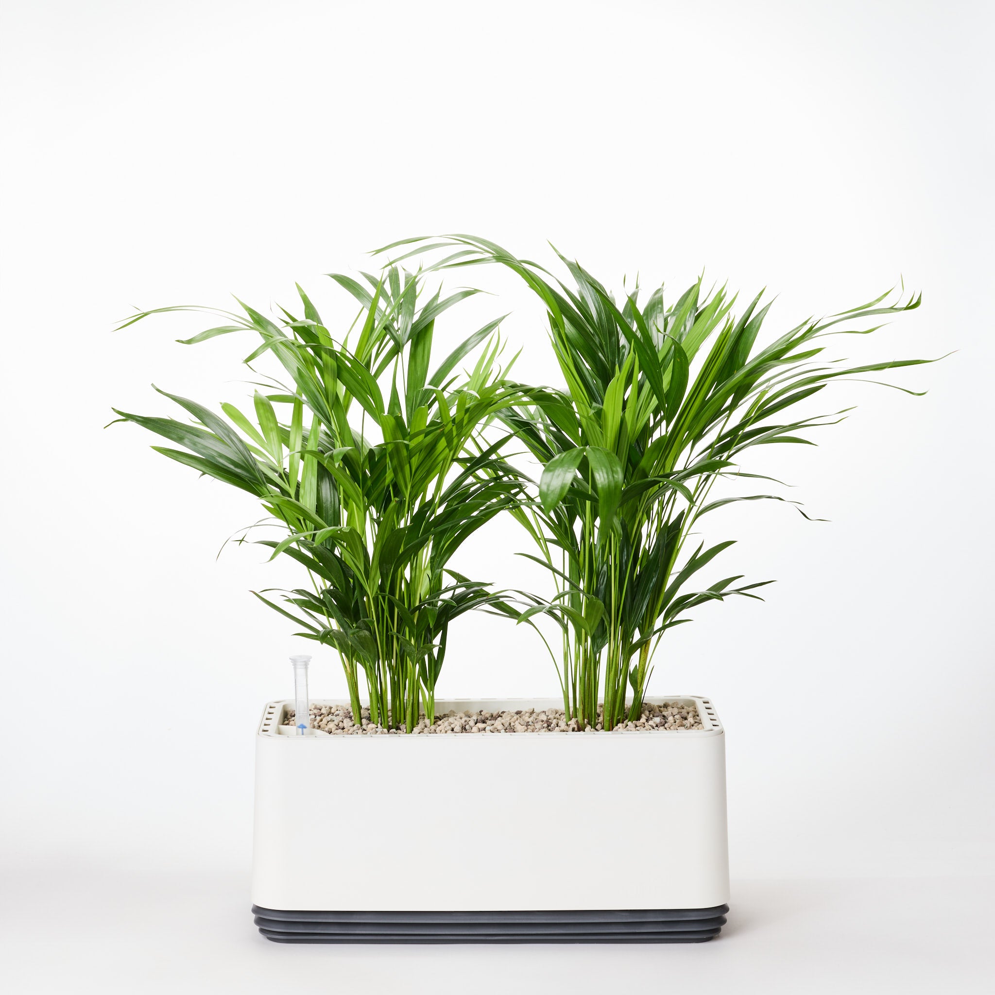 AIRY System L Goldfruchtpalme