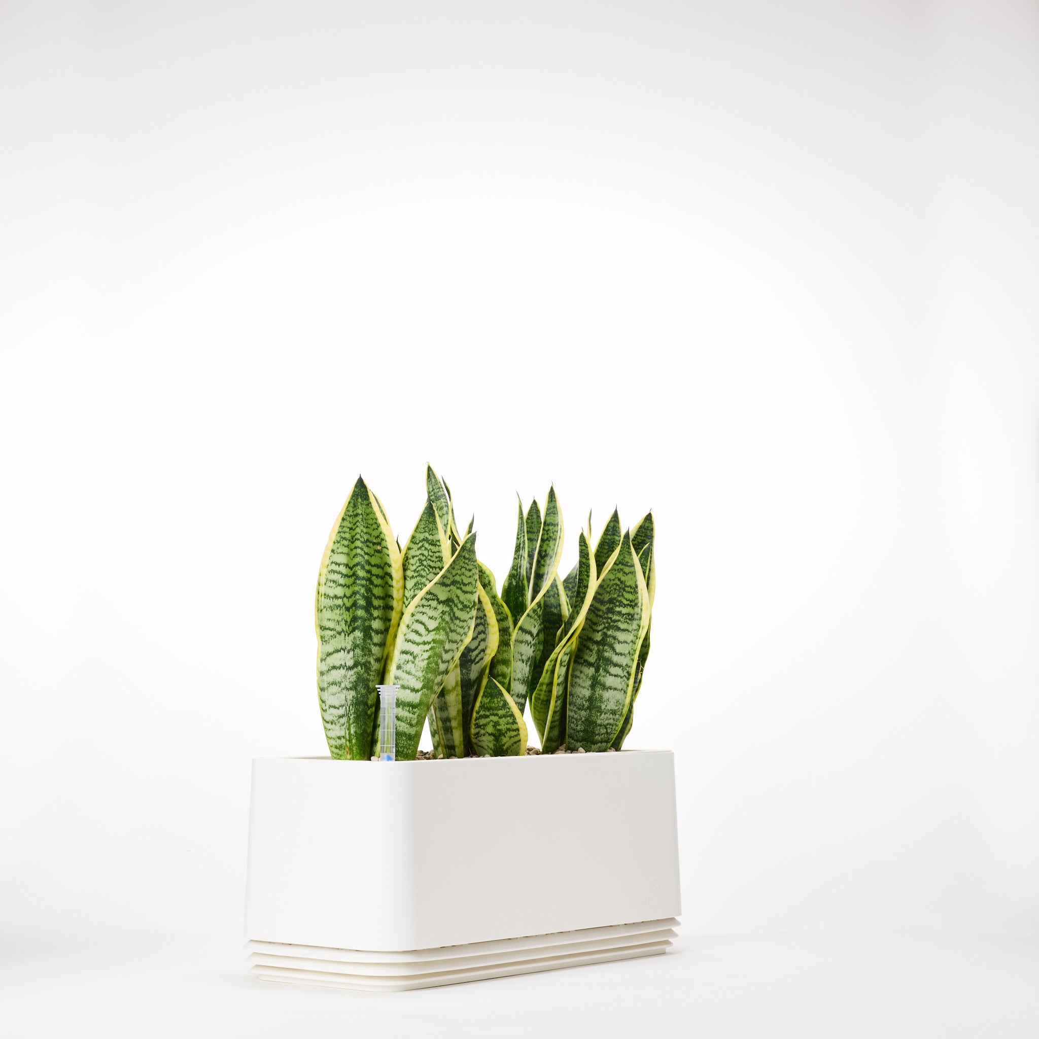 AIRY System L Bogenhanf Laurentii