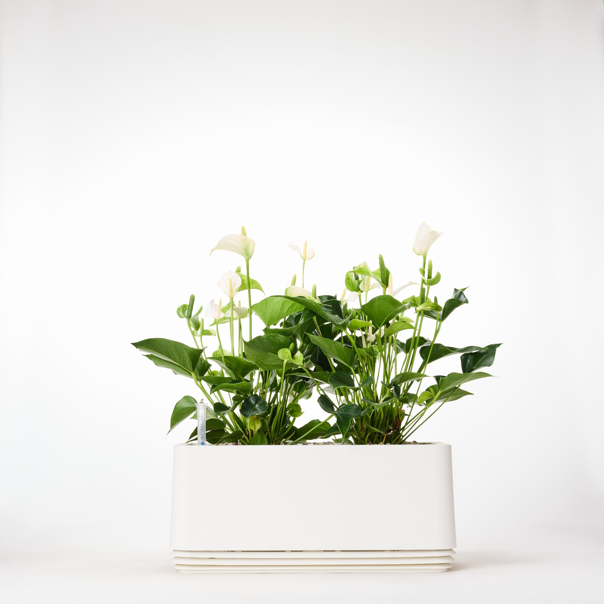 AIRY System L Flamingoblume Anthurie creme