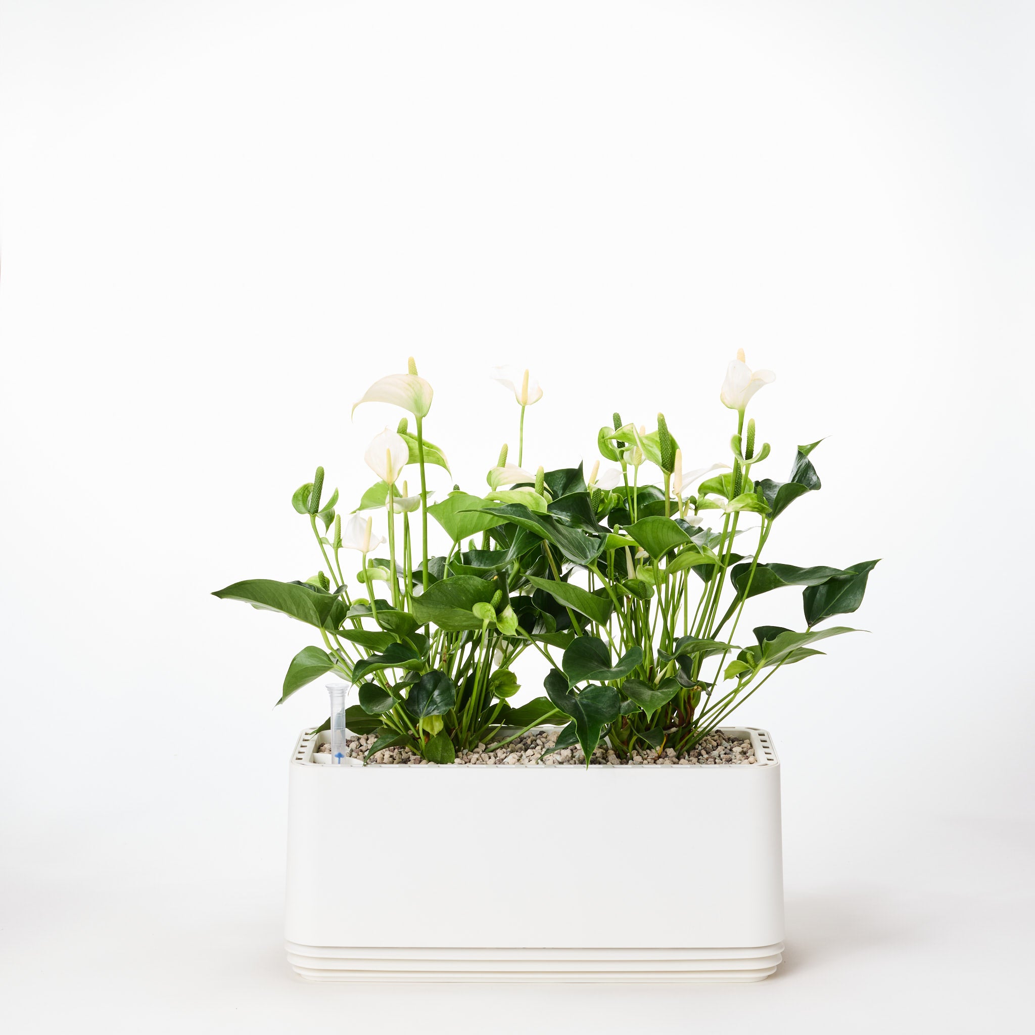 AIRY System L Flamingoblume Anthurie creme