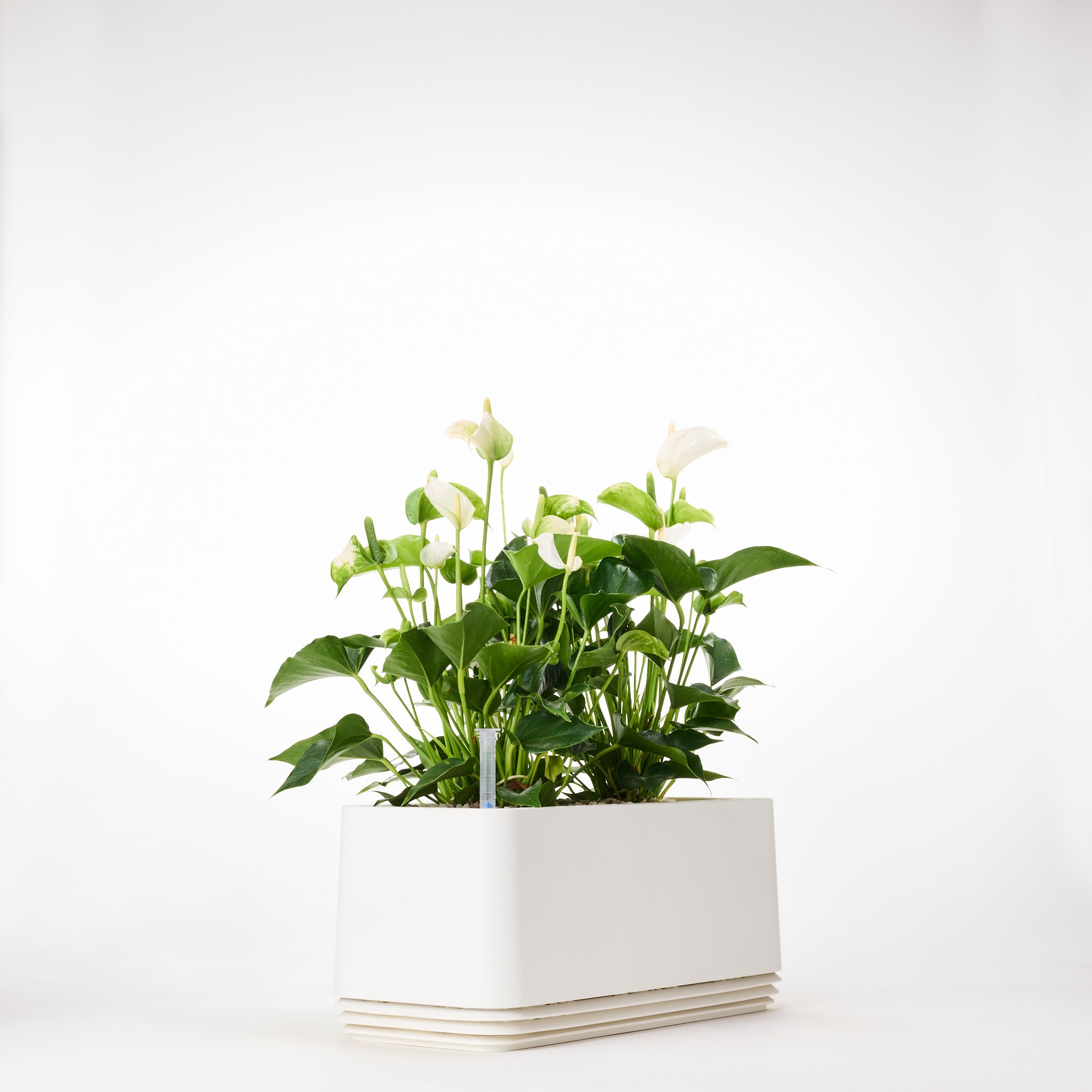 AIRY System L Flamingoblume Anthurie creme