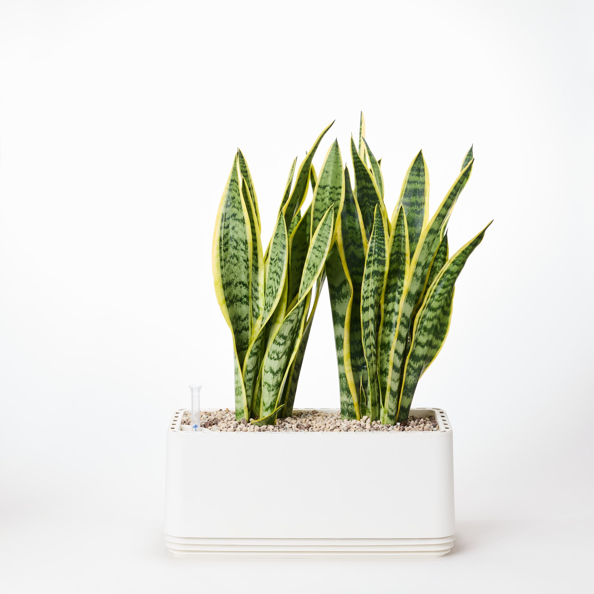 AIRY System L Bogenhanf (Sansevieria Laurentii)