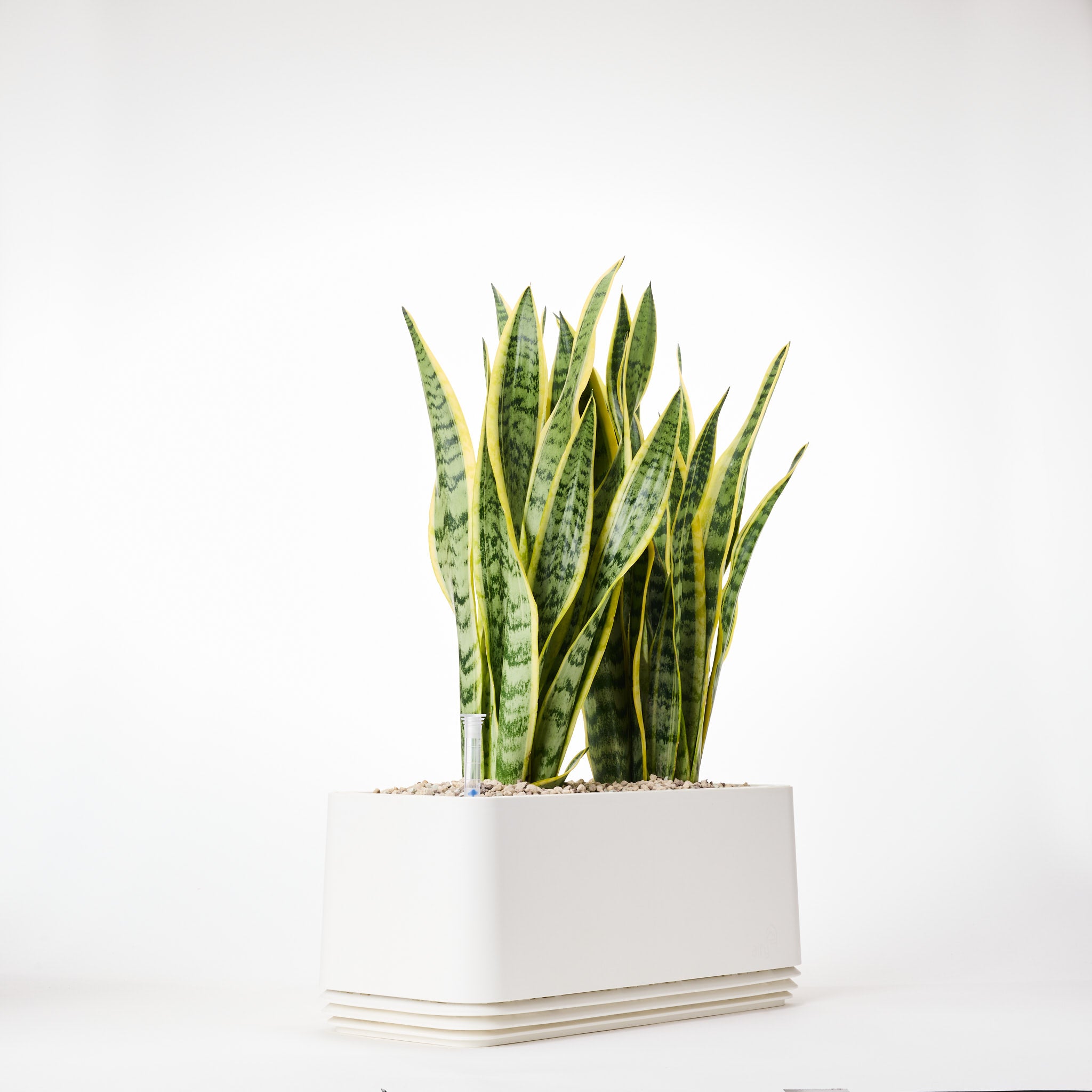 AIRY System L Bogenhanf (Sansevieria Laurentii)