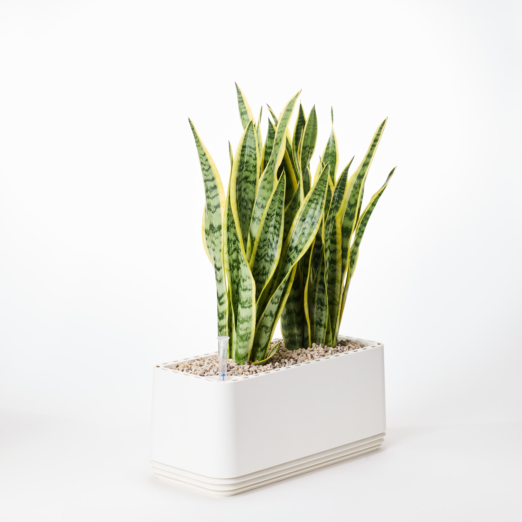 AIRY System L Bogenhanf (Sansevieria Laurentii)