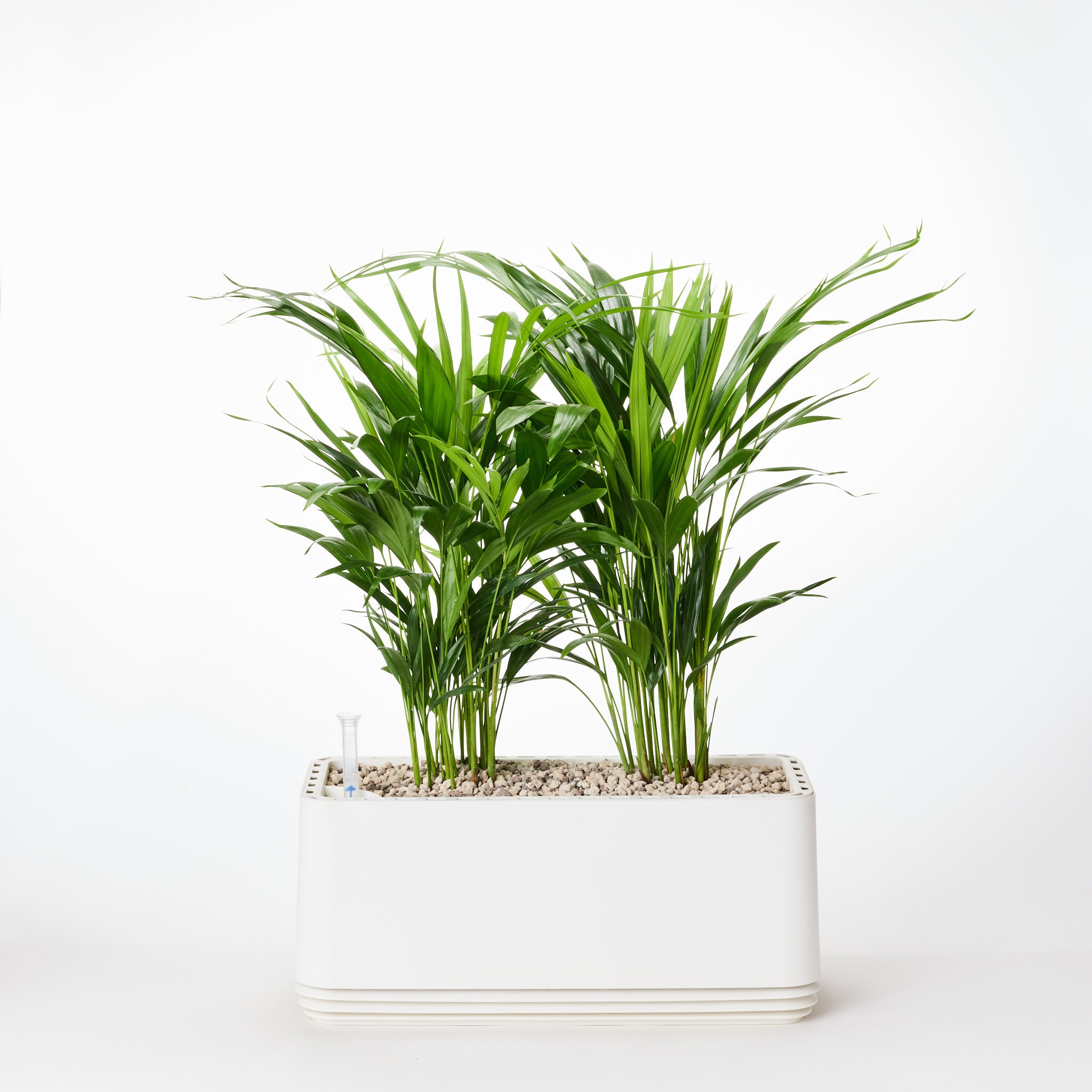 AIRY System L Goldfruchtpalme