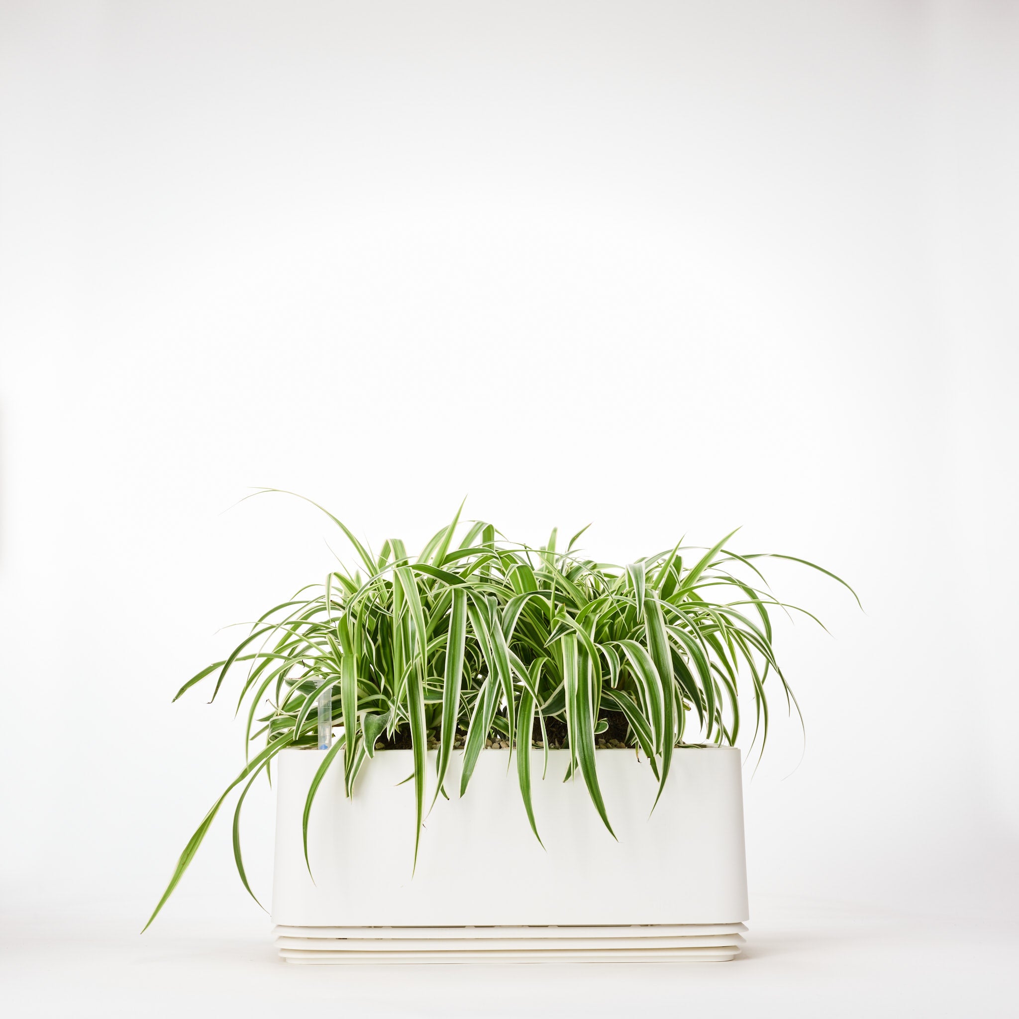 AIRY System L Grünlilie