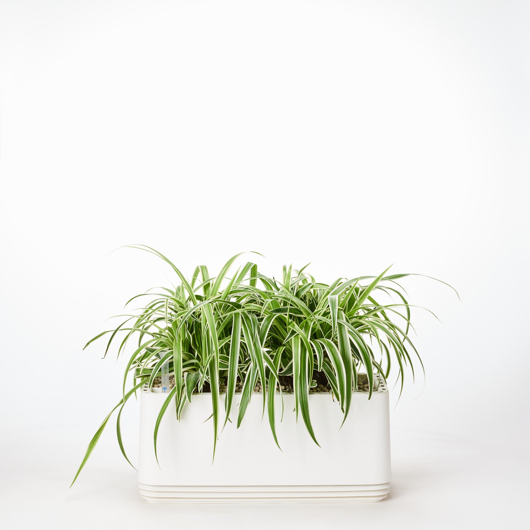 AIRY System L Grünlilie