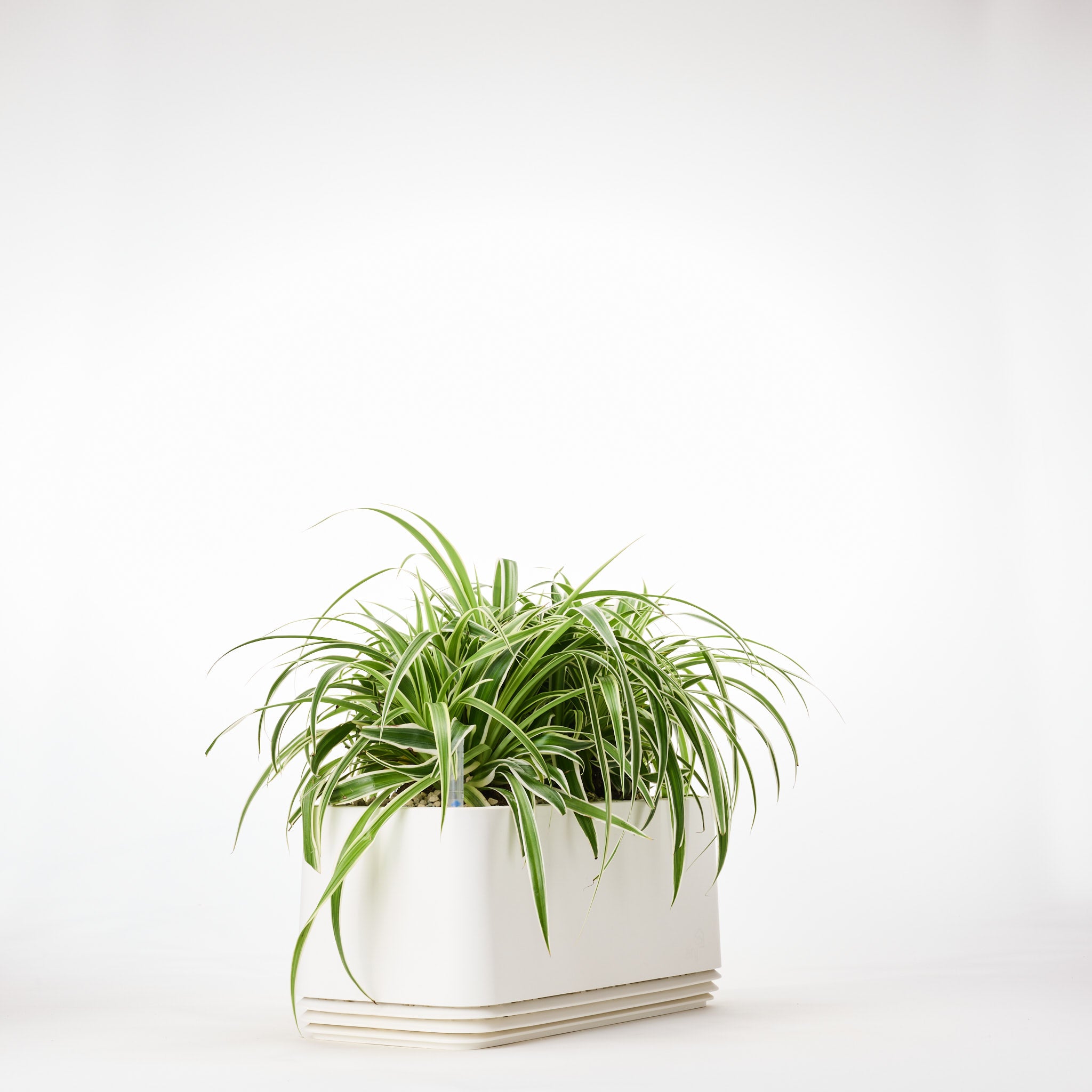 AIRY System L Grünlilie