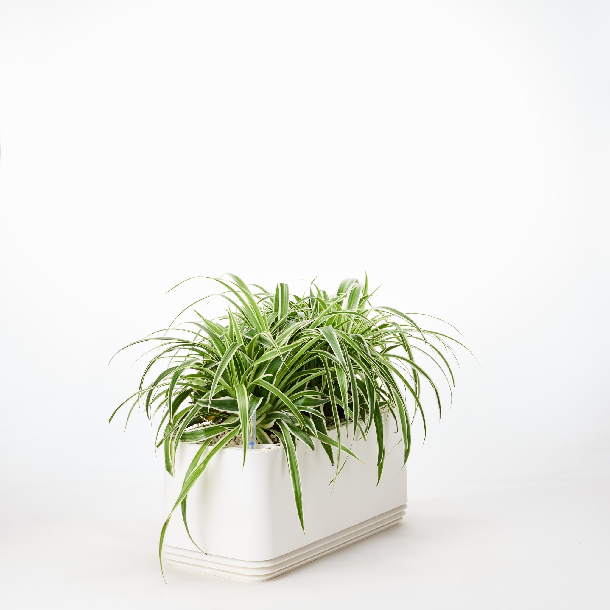 AIRY System L Grünlilie