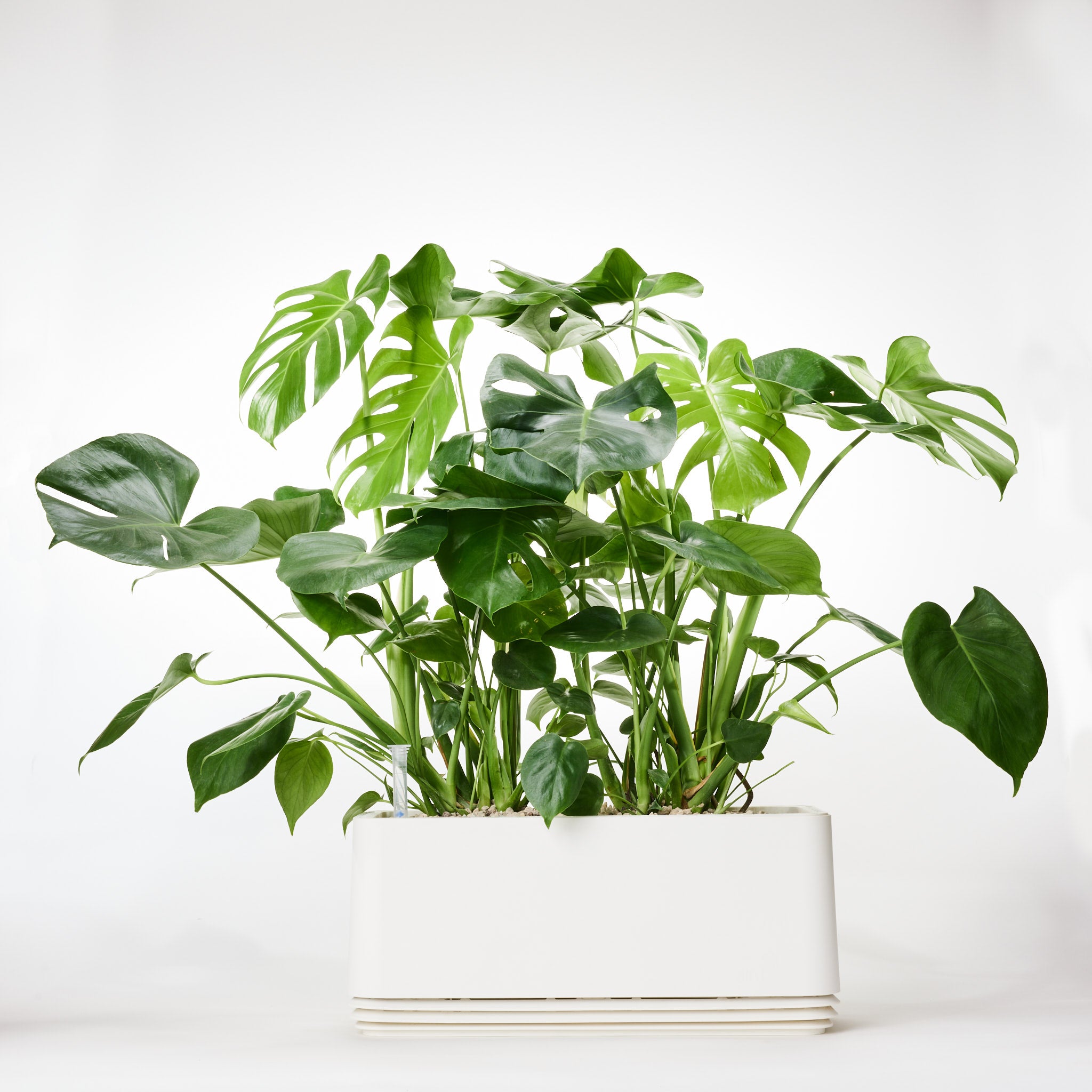 AIRY System L Monstera