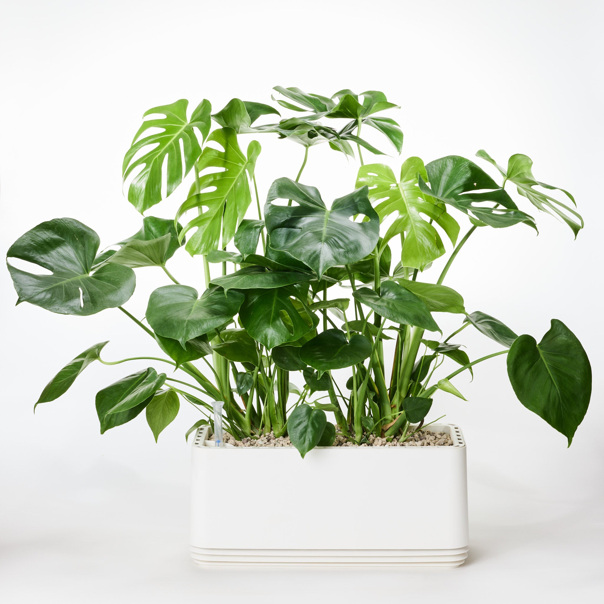 AIRY System L Monstera