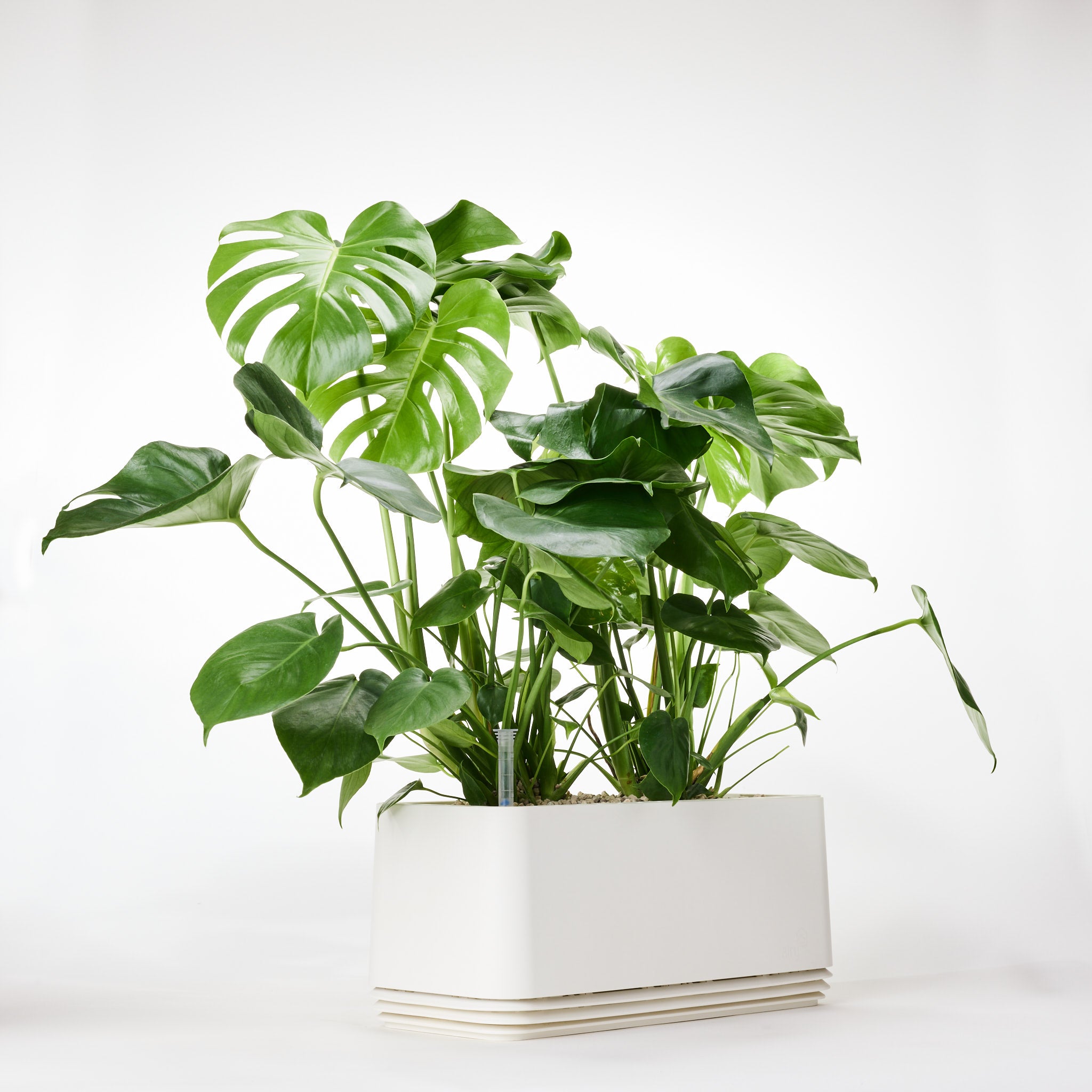 AIRY System L Monstera