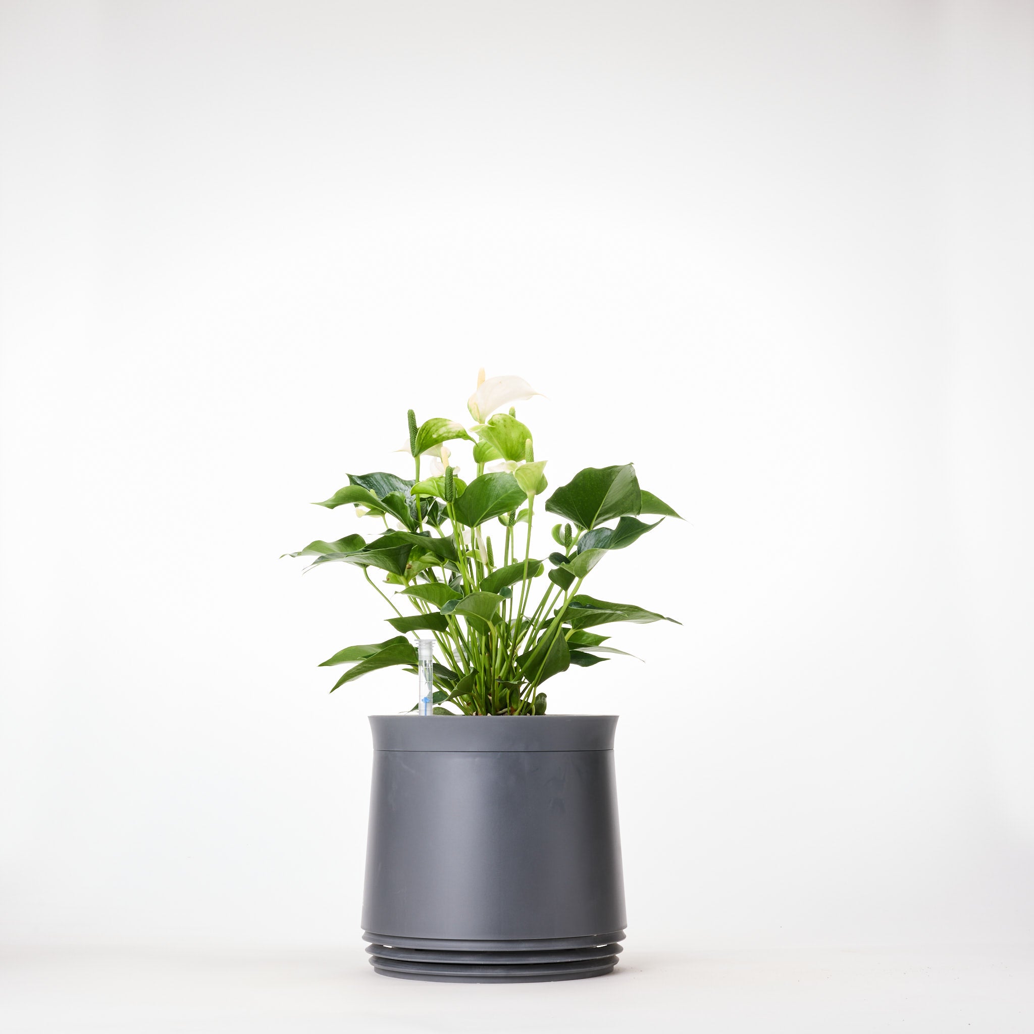 AIRY System M Flamingoblume Anthurie creme