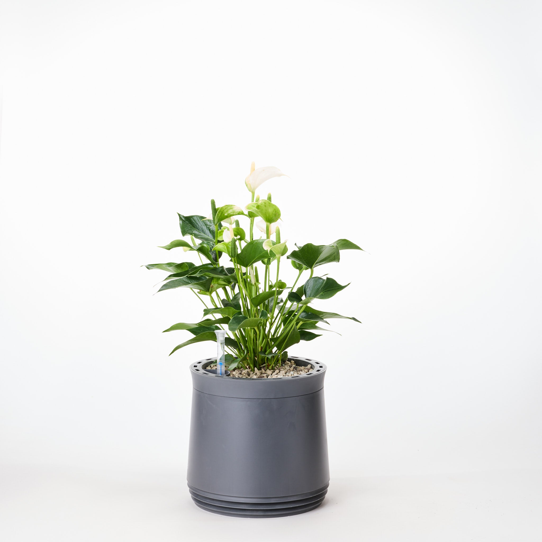 AIRY System M Flamingoblume Anthurie creme