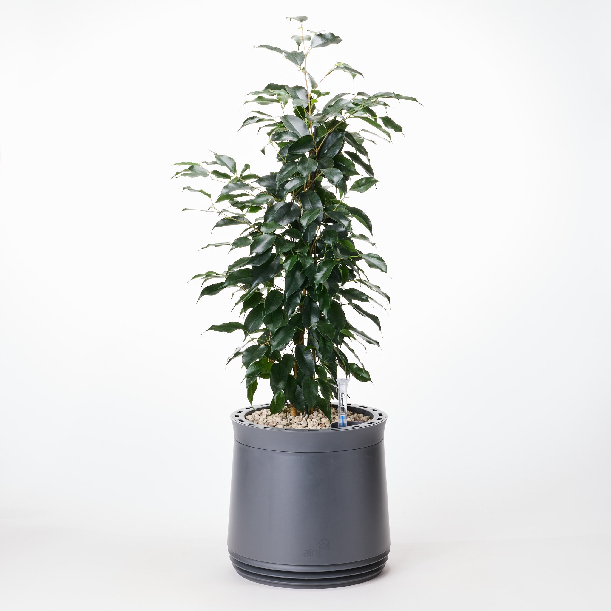 AIRY System M mit Birkenfeige