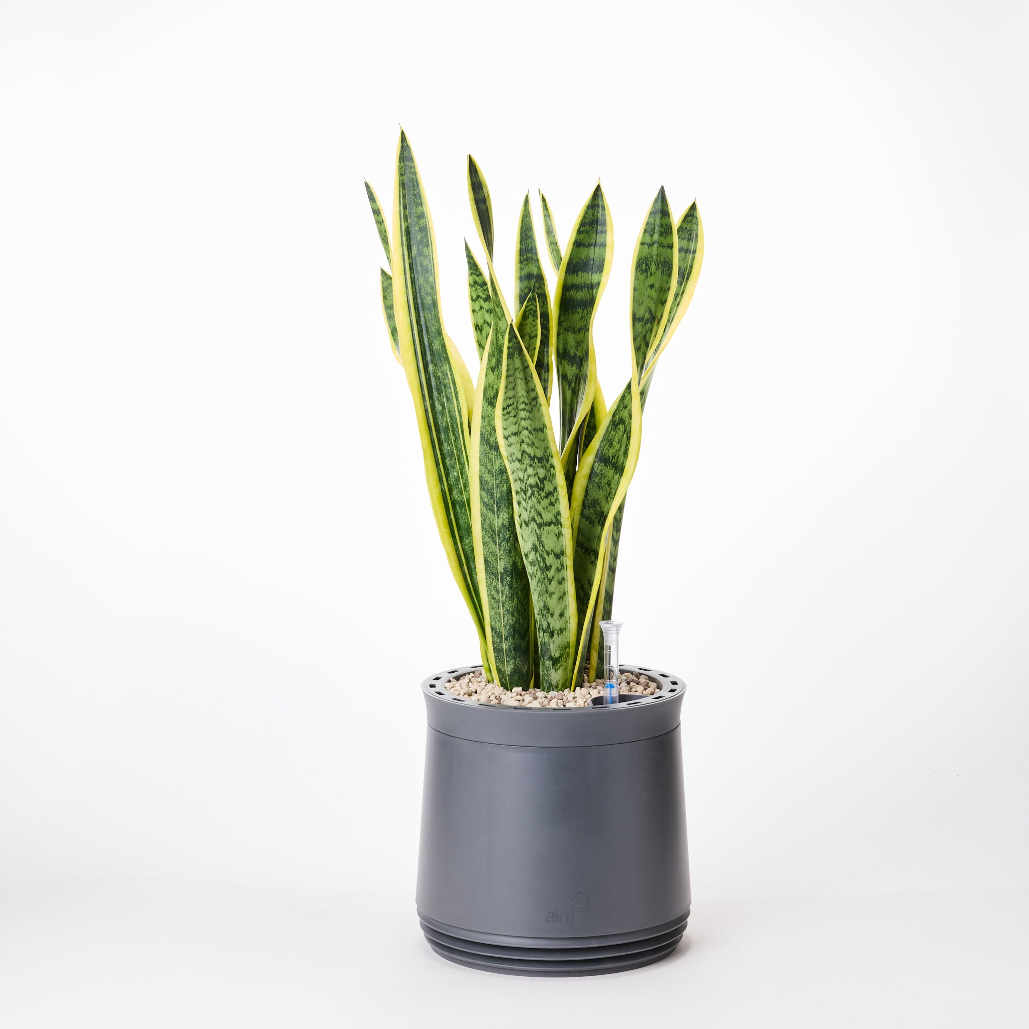 AIRY System M Bogenhanf (Sansevieria Laurentii)