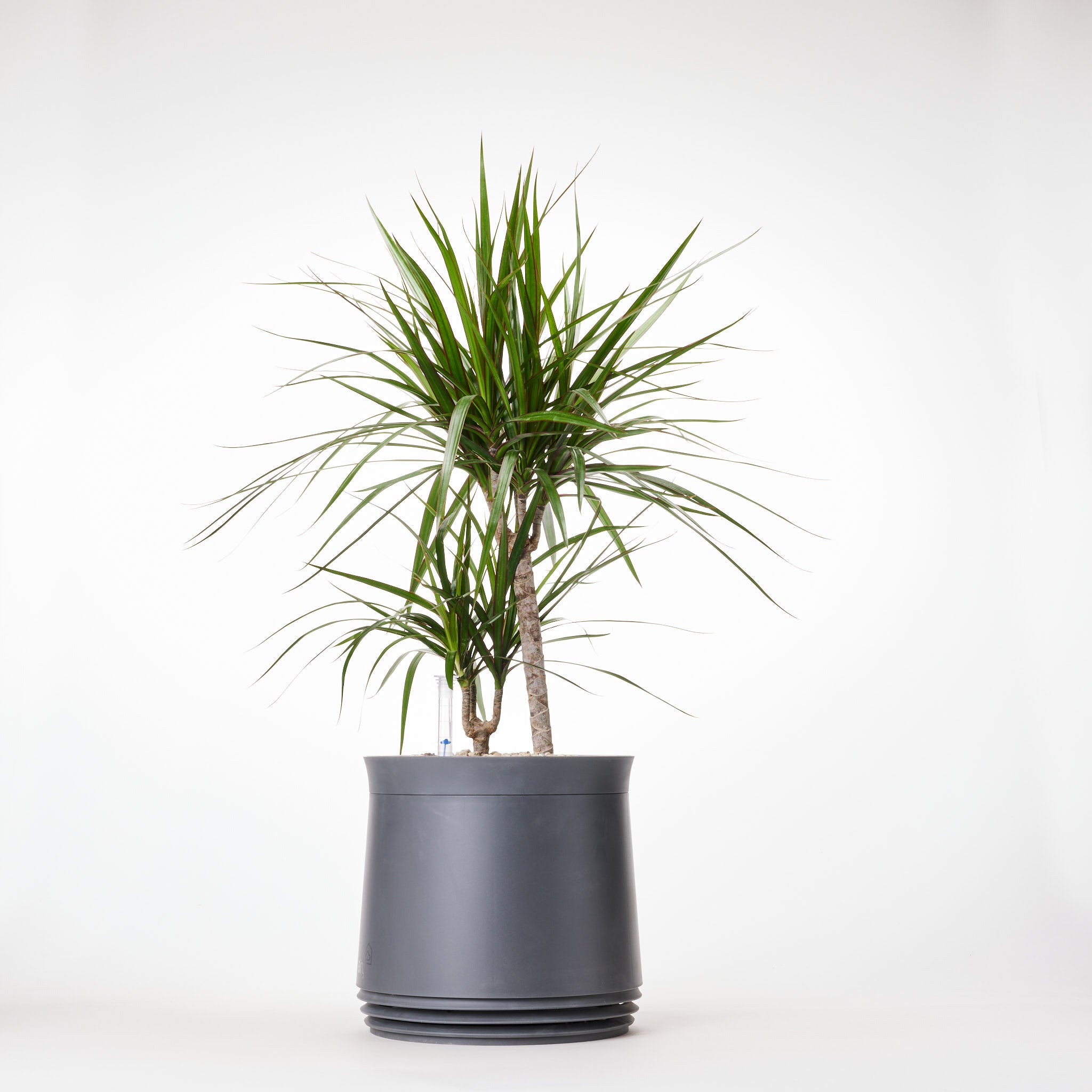 AIRY System M Drachenbaum