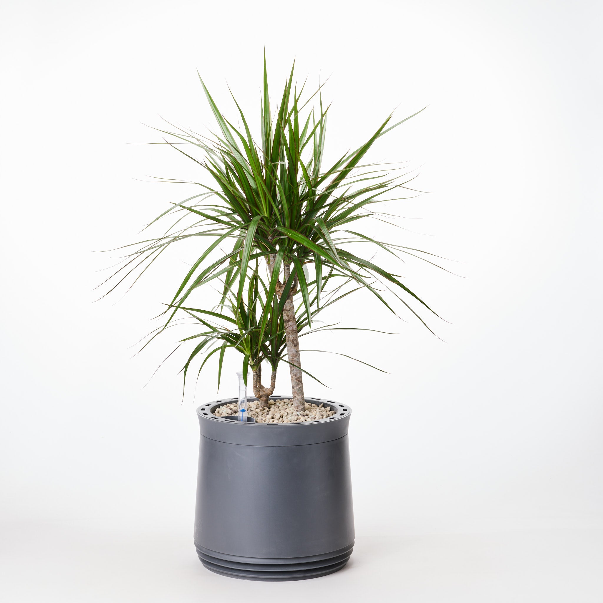 AIRY System M Drachenbaum