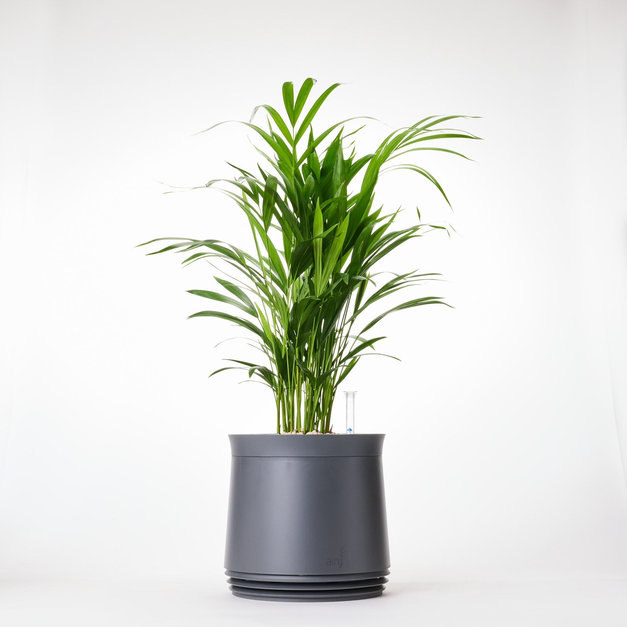 AIRY System M Goldfruchtpalme