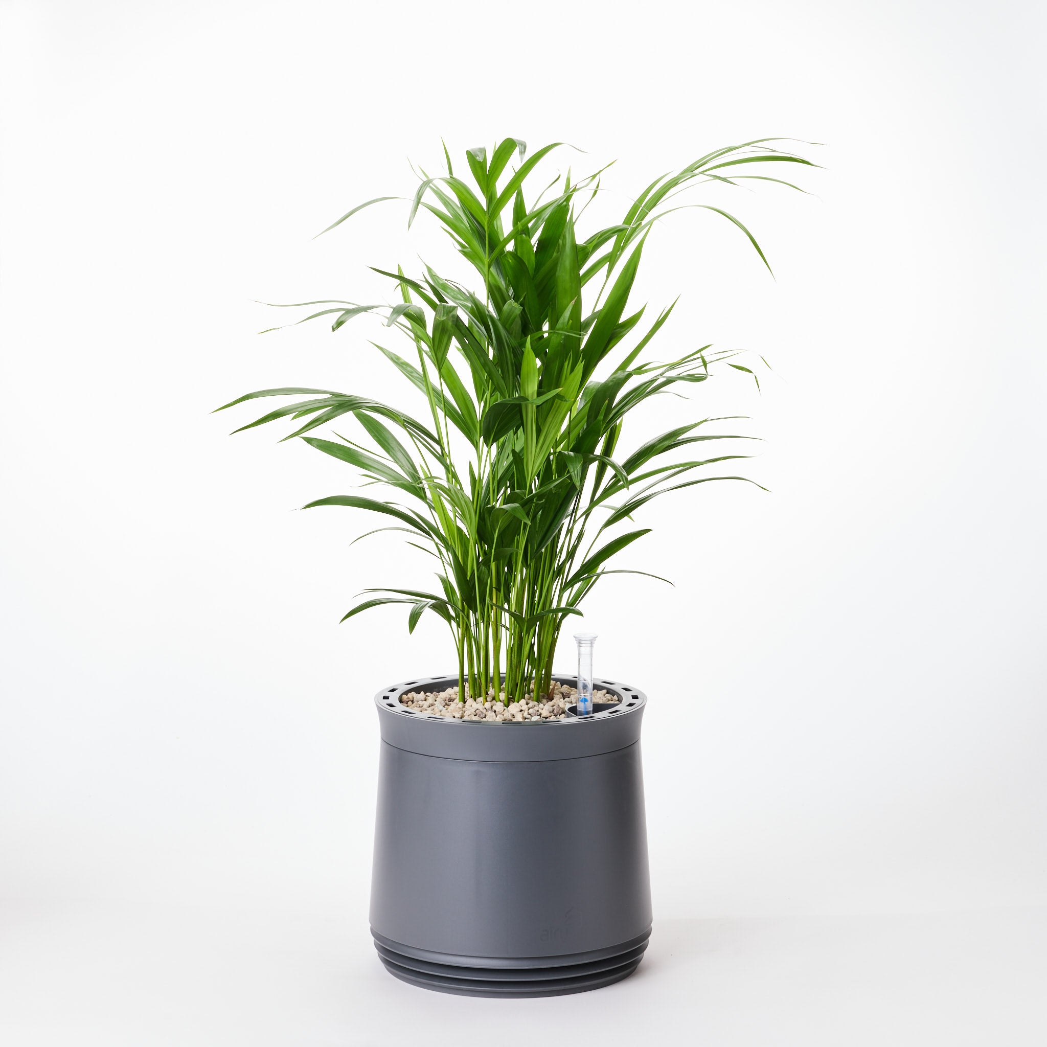 AIRY System M Goldfruchtpalme