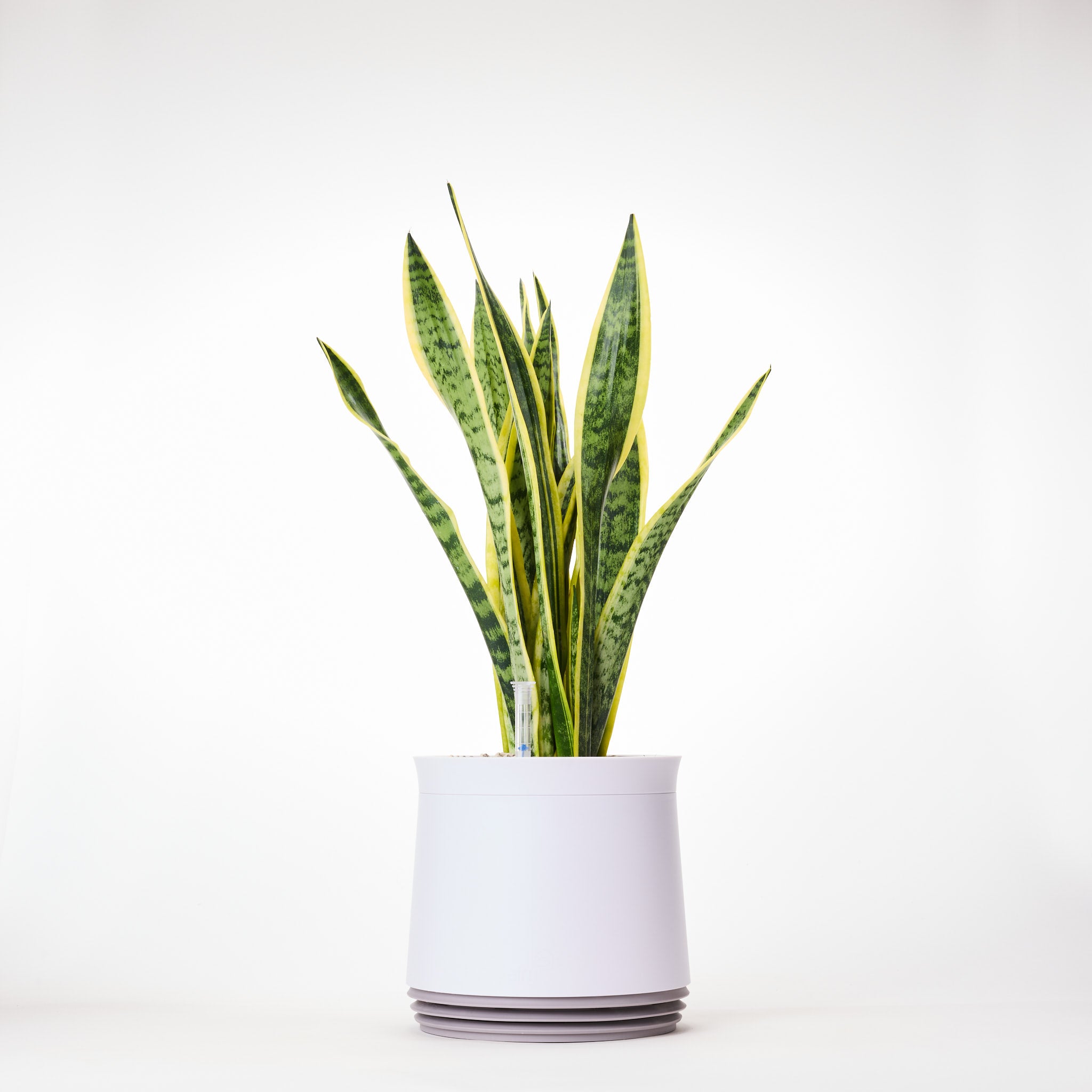 AIRY System M Bogenhanf (Sansevieria Laurentii)