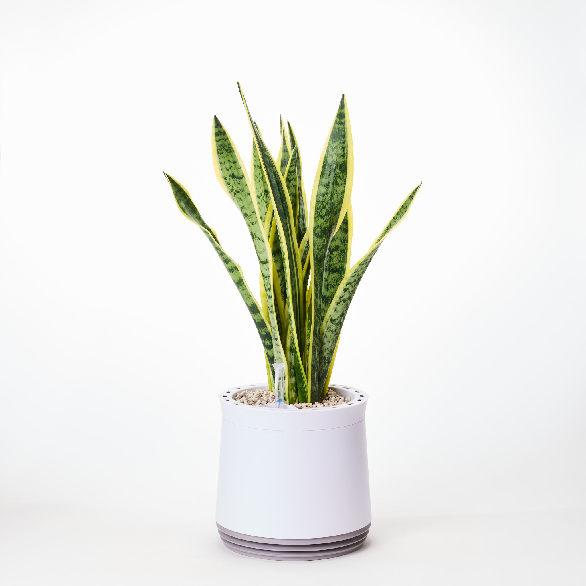 AIRY System M Bogenhanf (Sansevieria Laurentii)