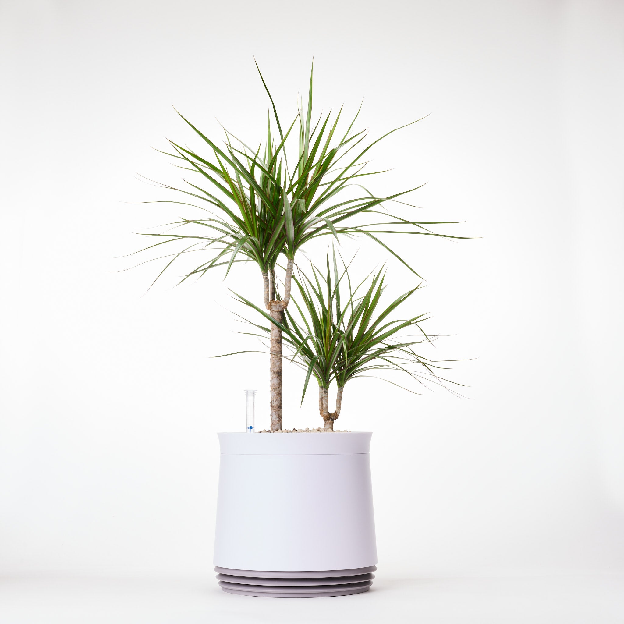 AIRY System M Drachenbaum