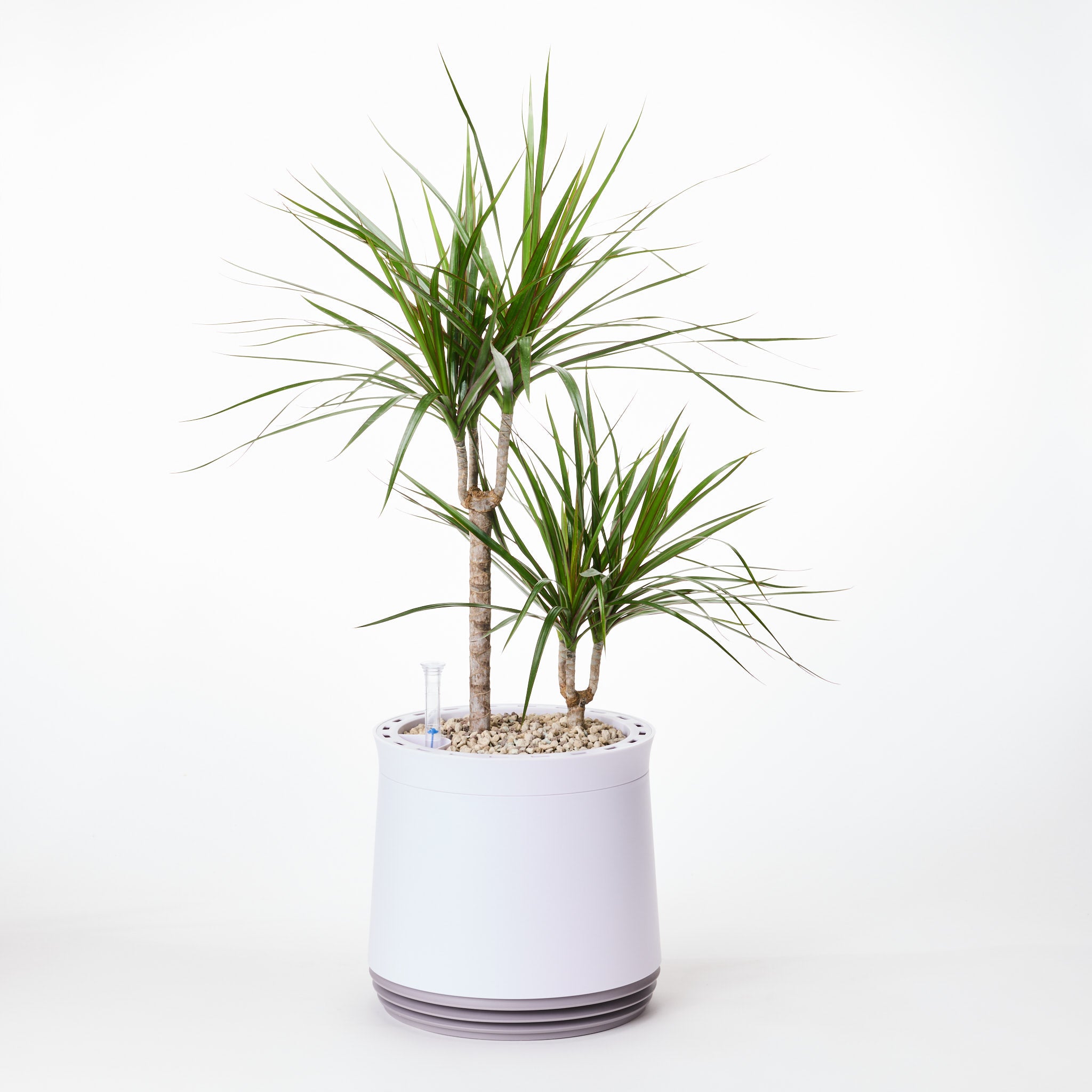 AIRY System M Drachenbaum