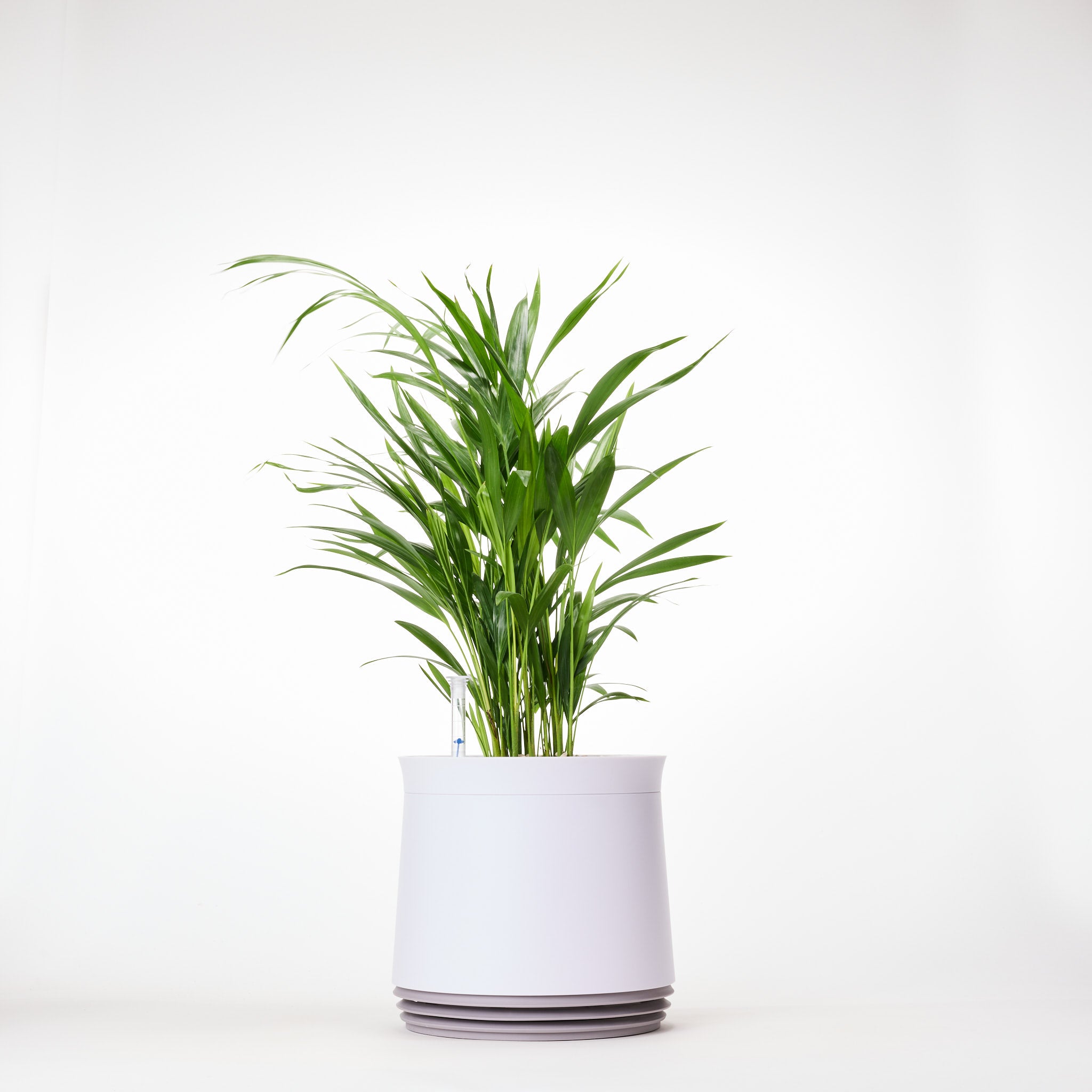 AIRY System M Goldfruchtpalme