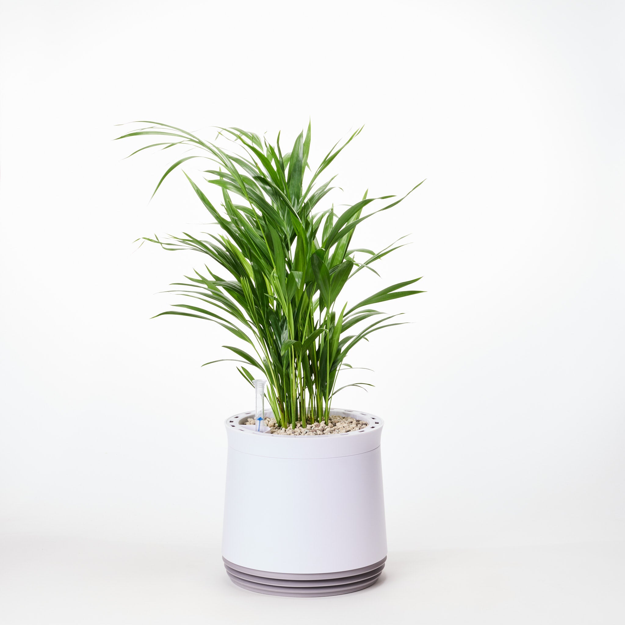 AIRY System M Goldfruchtpalme