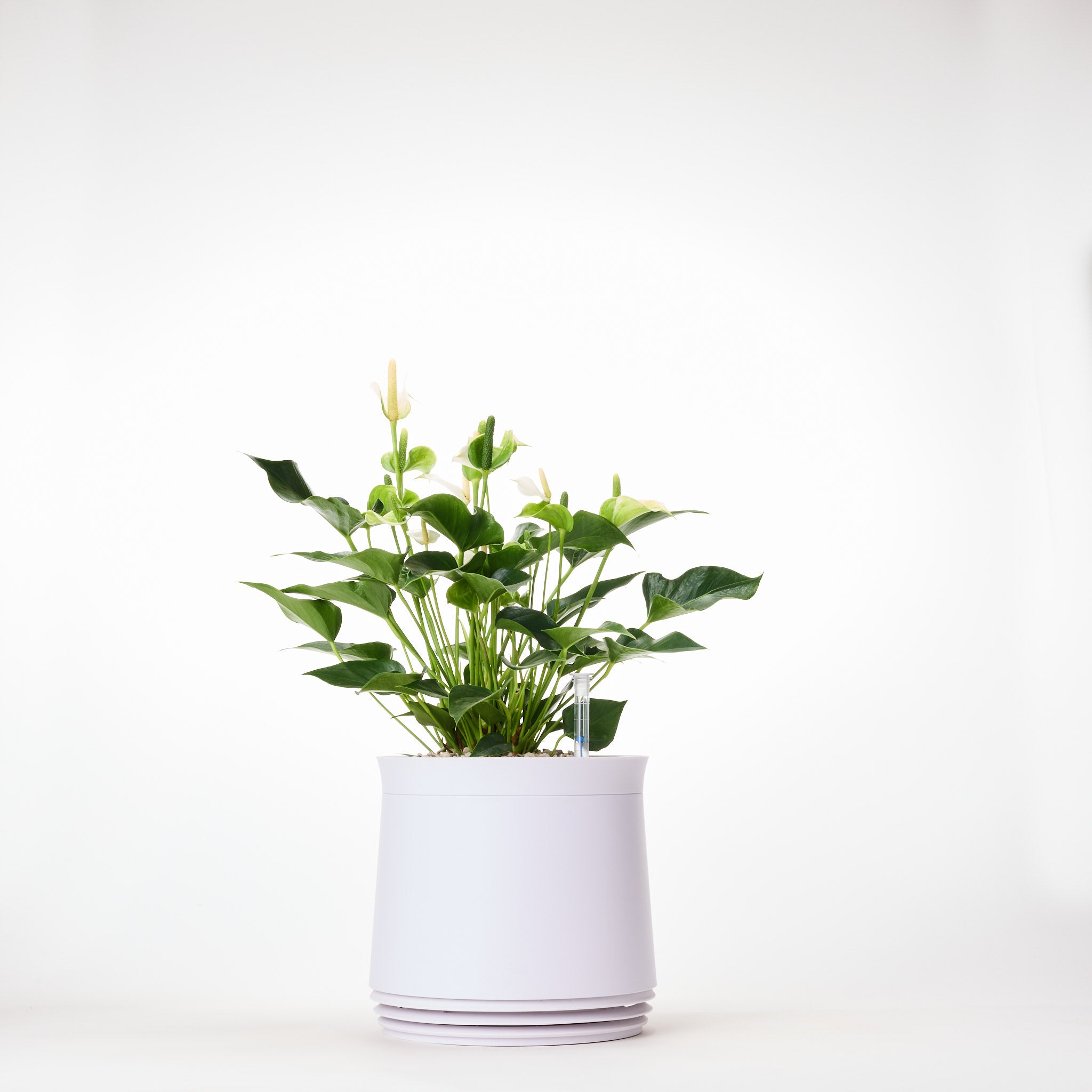 AIRY System M Flamingoblume Anthurie creme